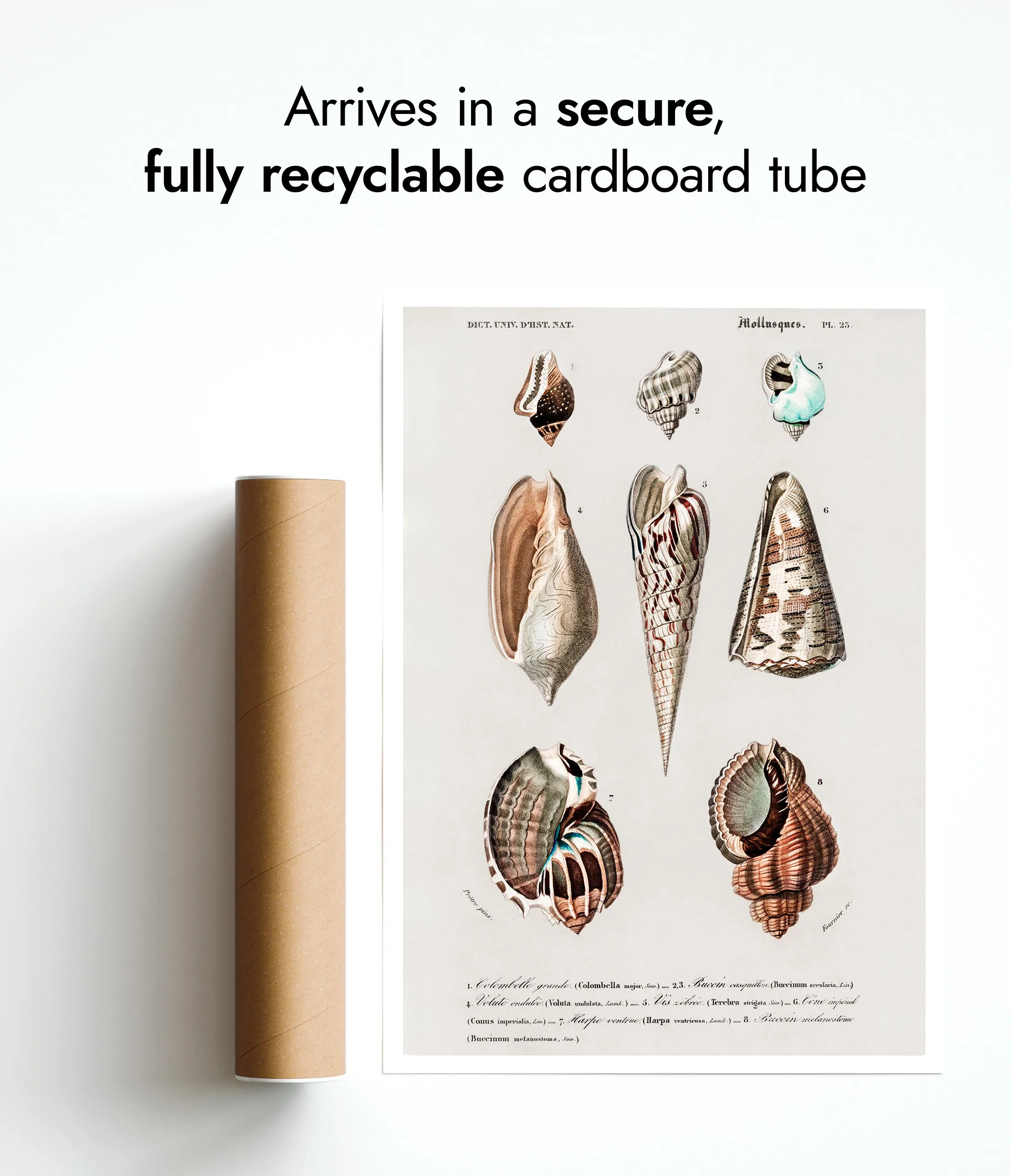 Mollusks - Image 9