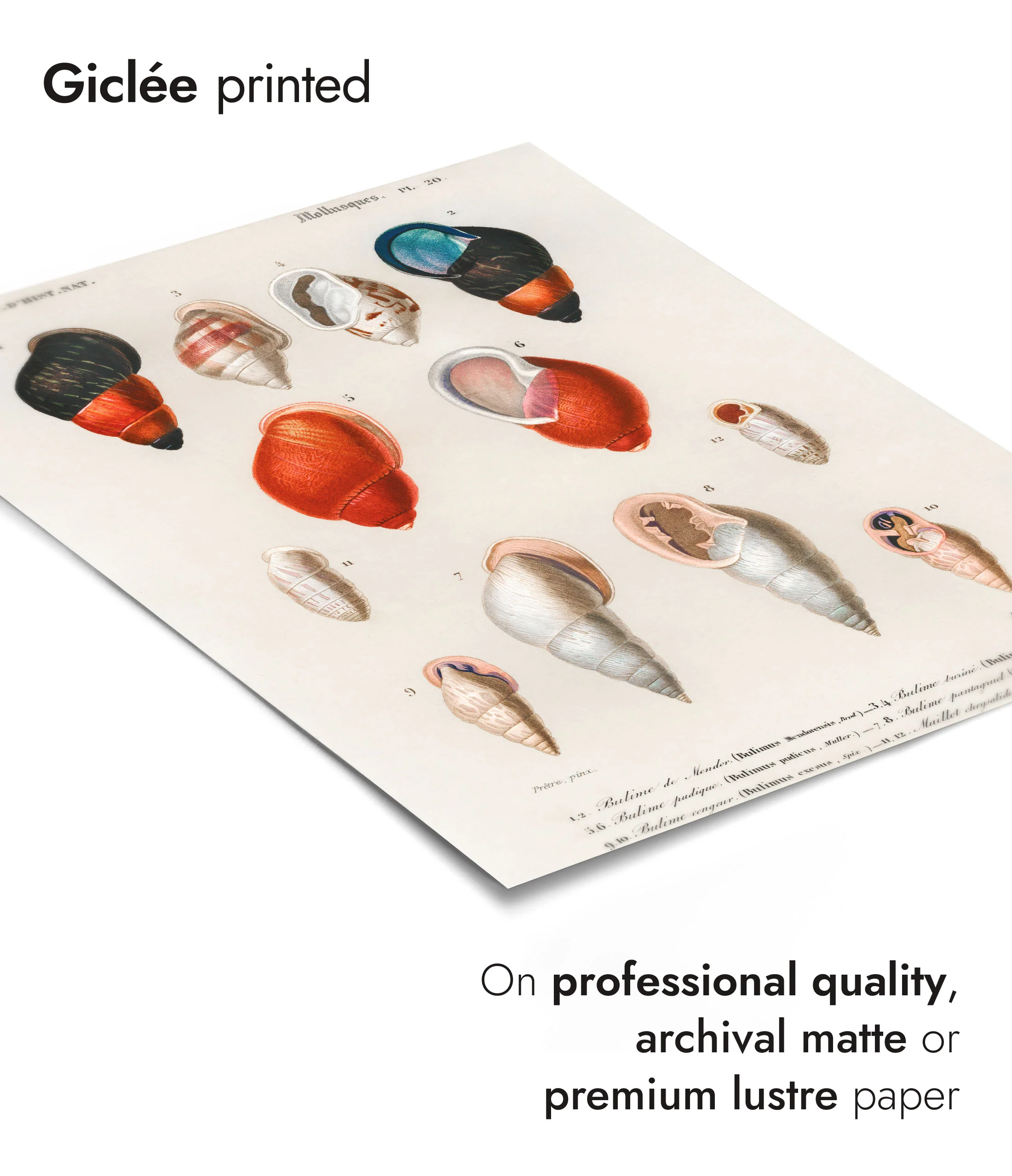 Mollusks - Image 6