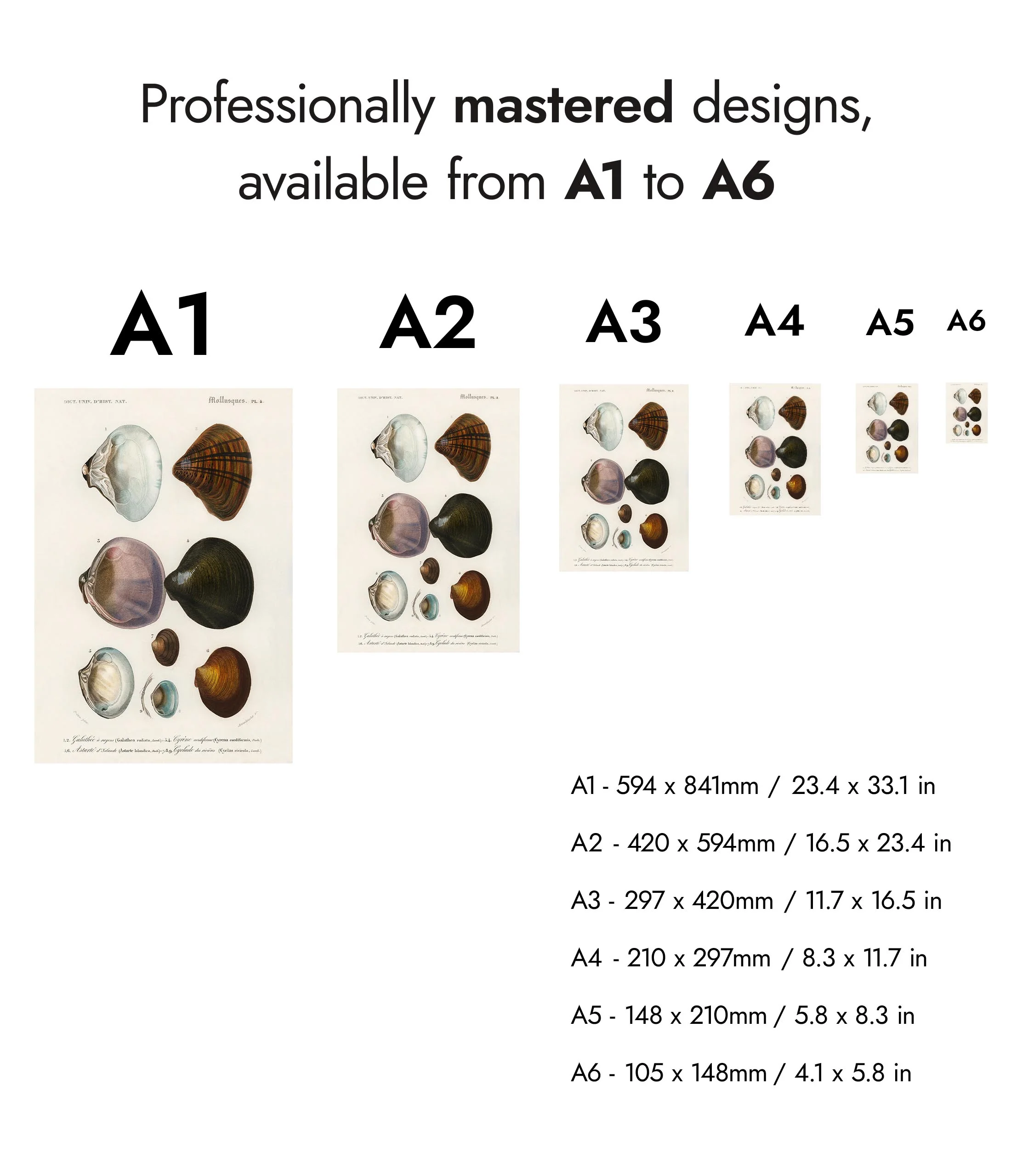 Mollusks V - Image 8