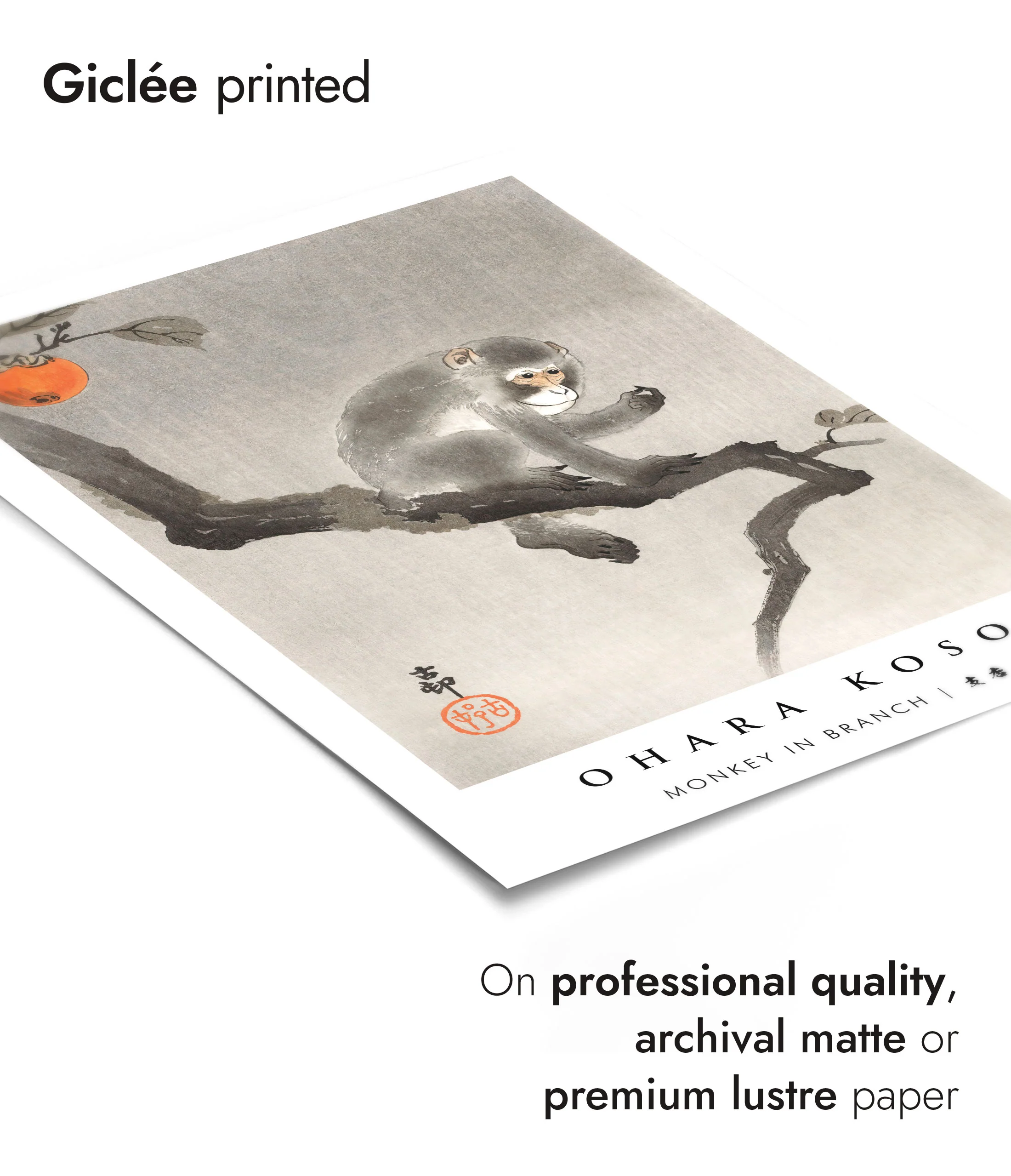 Monkey in Branch - Image 6