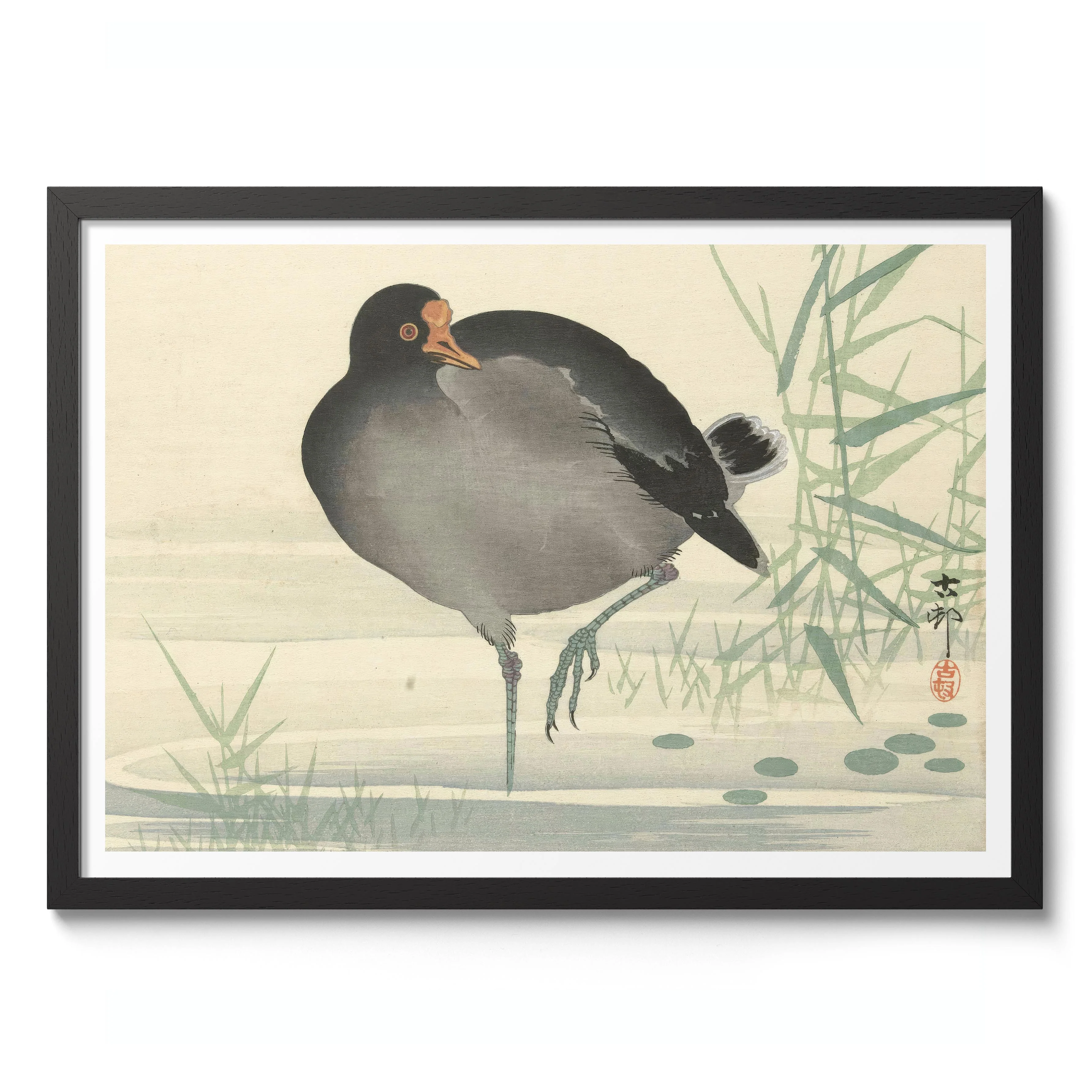 Moorhen - Image 2