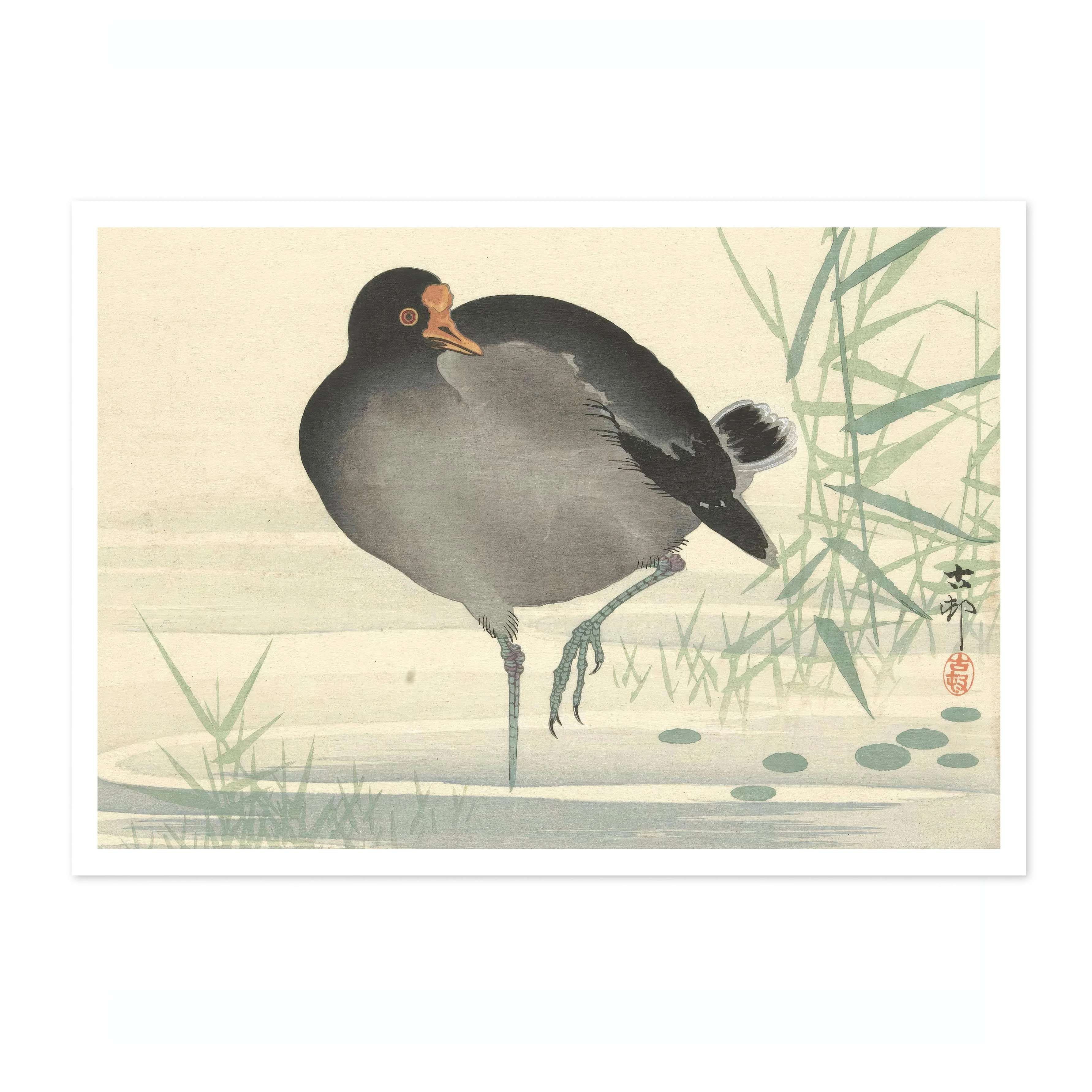 Moorhen - Image 4