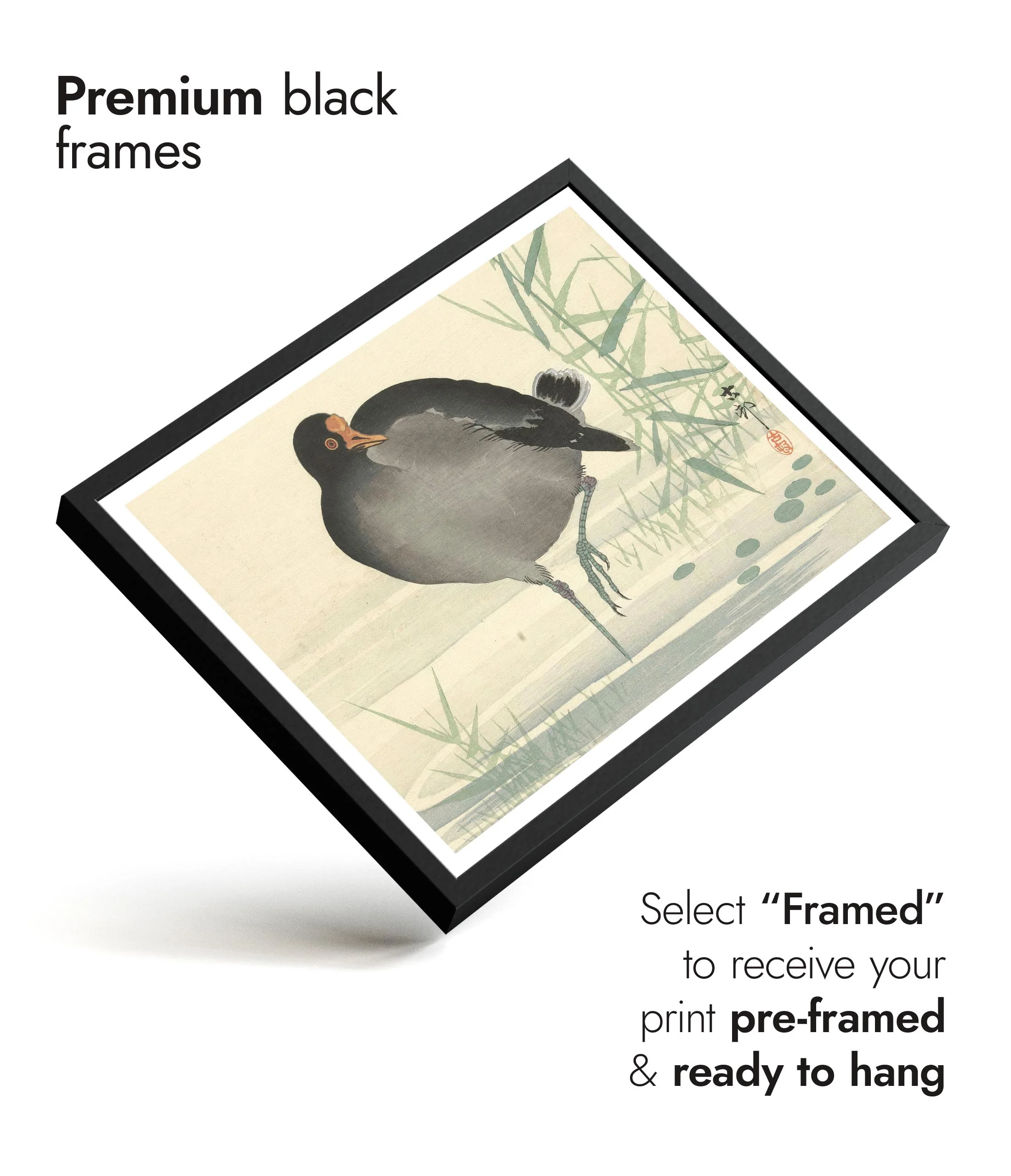 Moorhen - Image 7