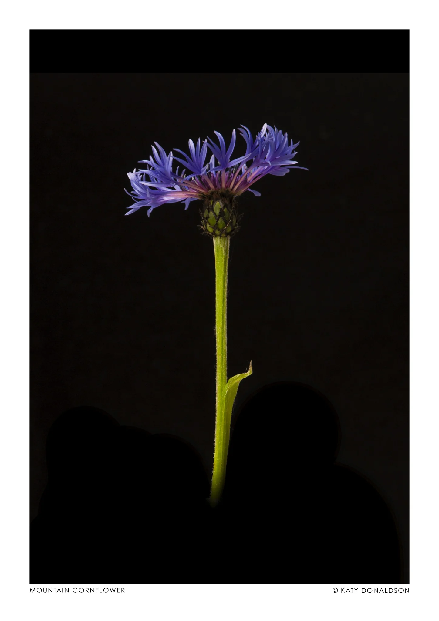 Mountain Cornflower
