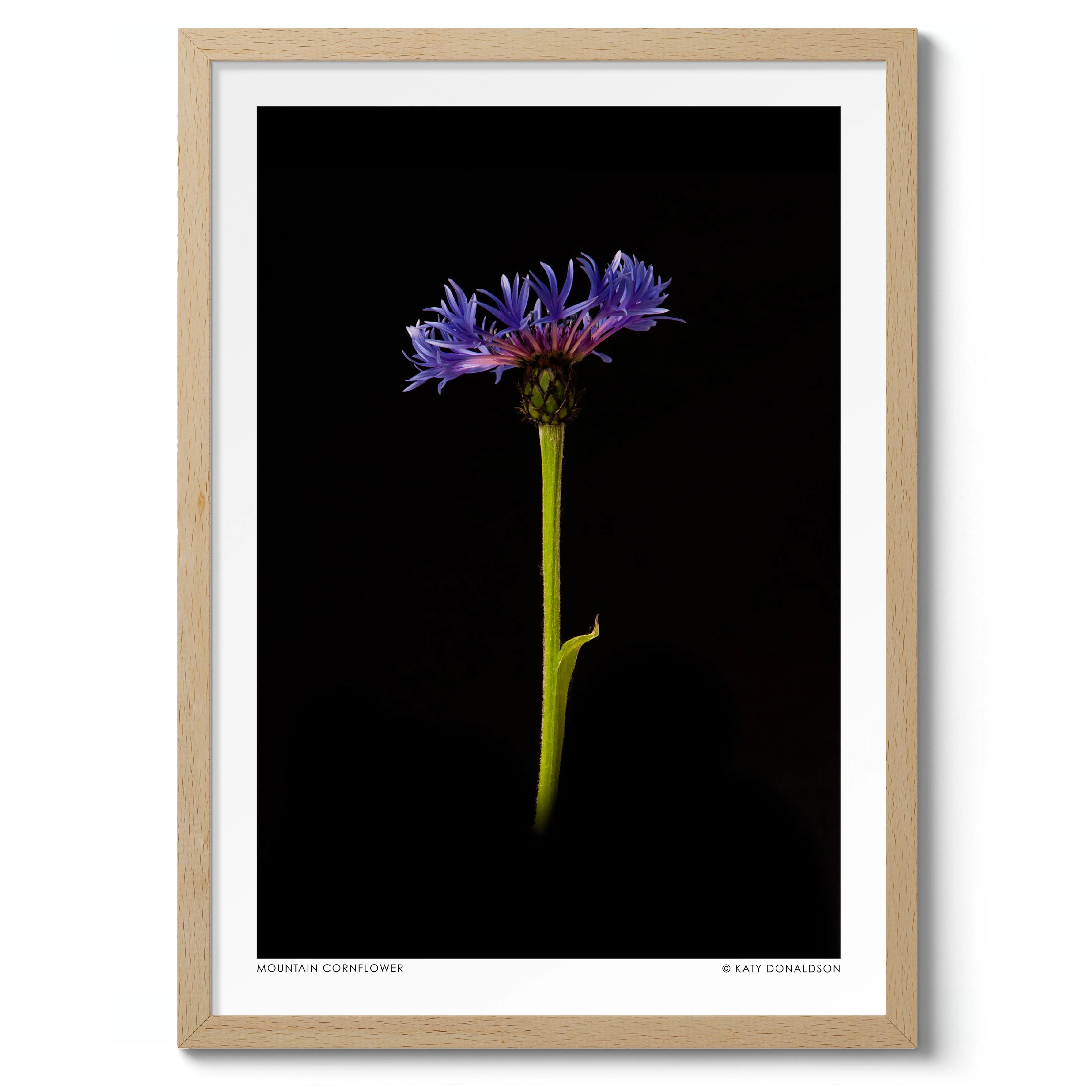 Mountain Cornflower - Image 3