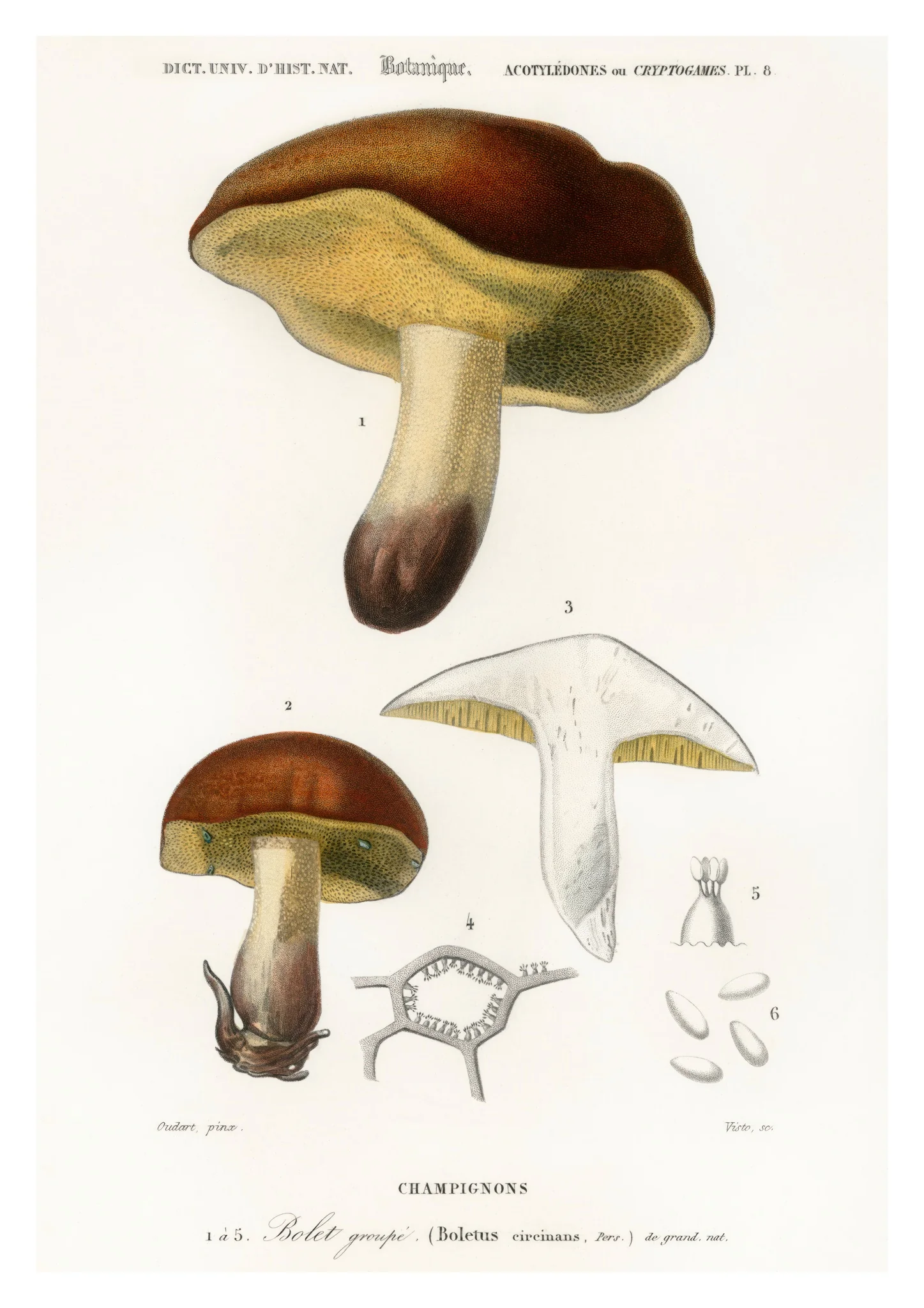 Mushrooms
