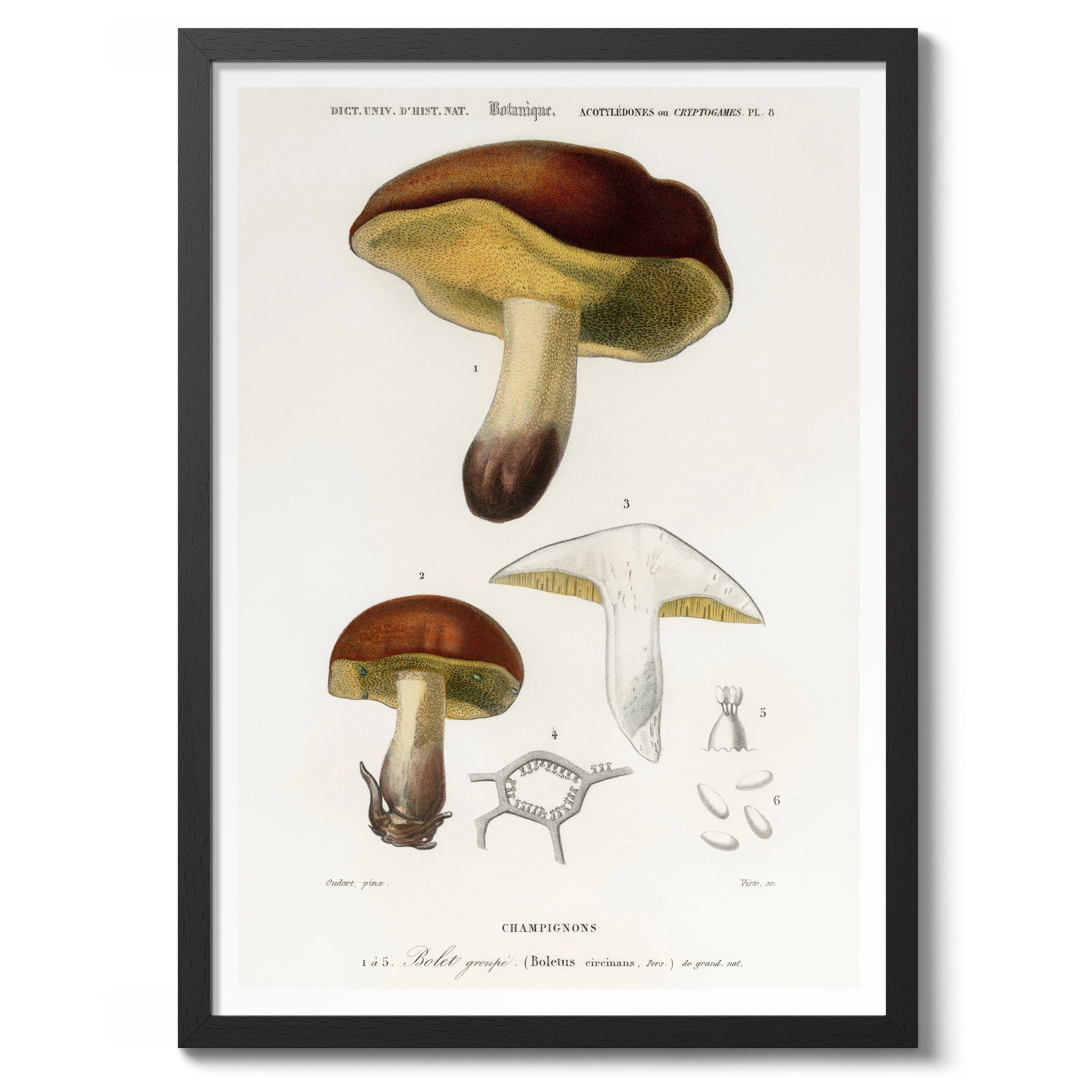 Mushrooms - Image 2