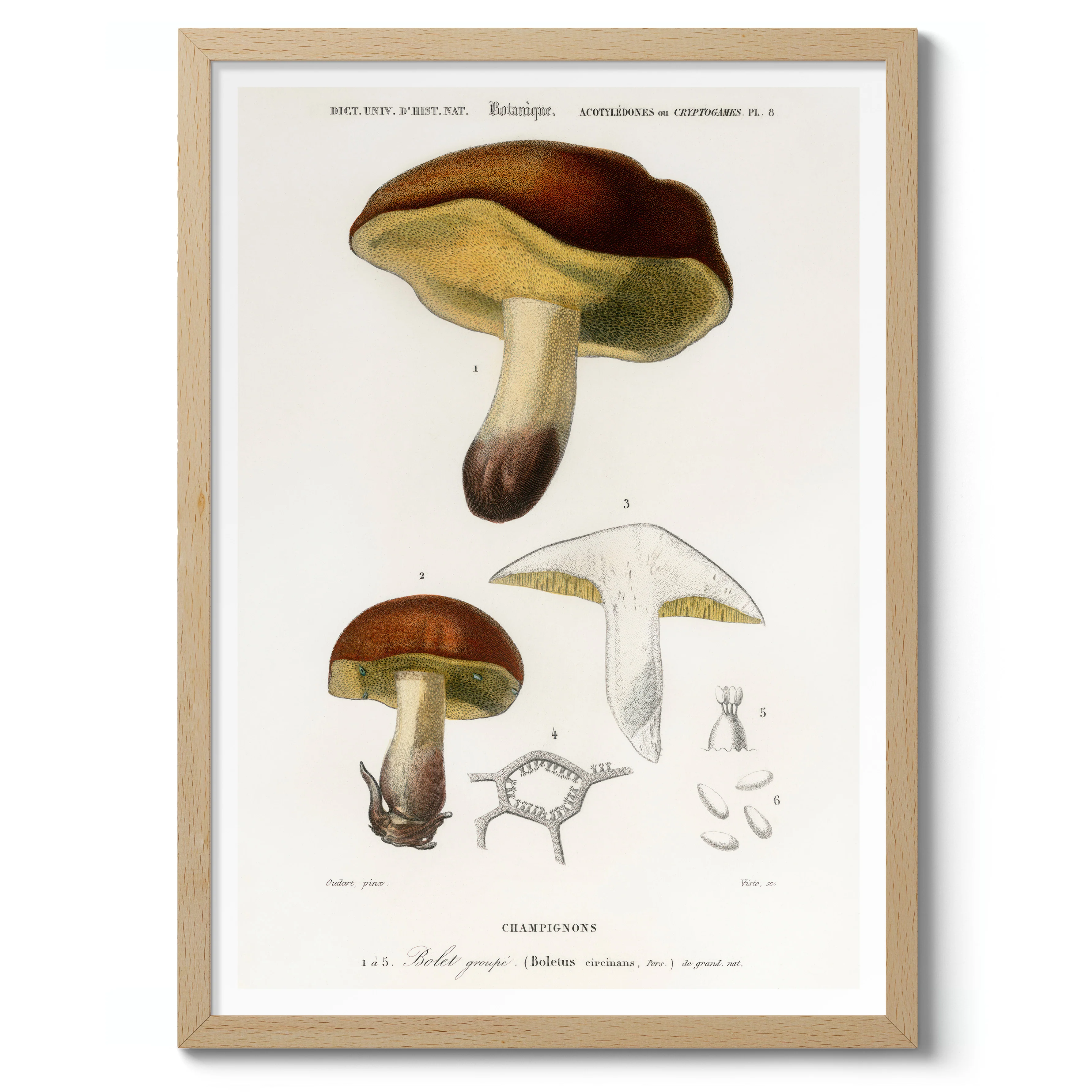 Mushrooms - Image 3