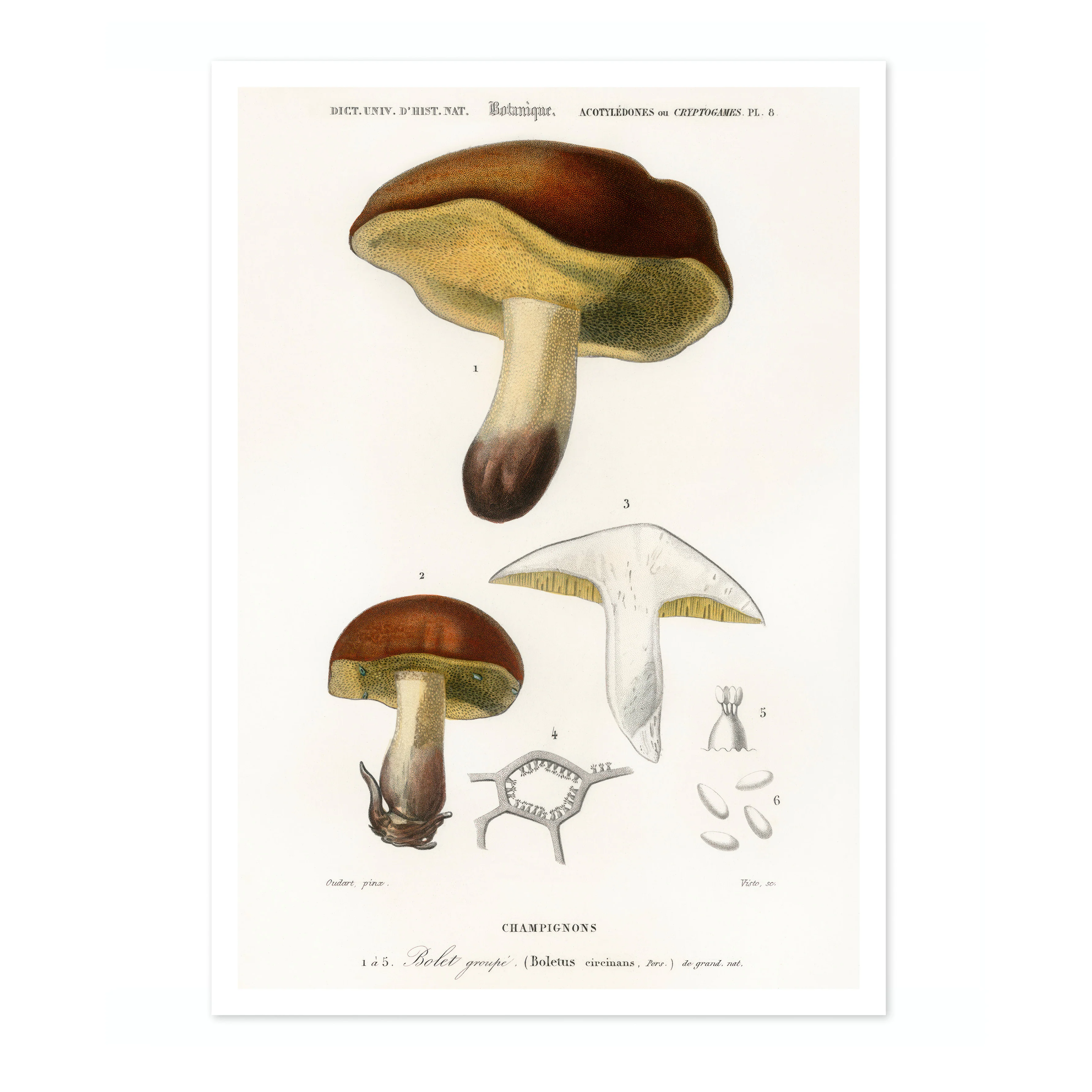 Mushrooms - Image 4