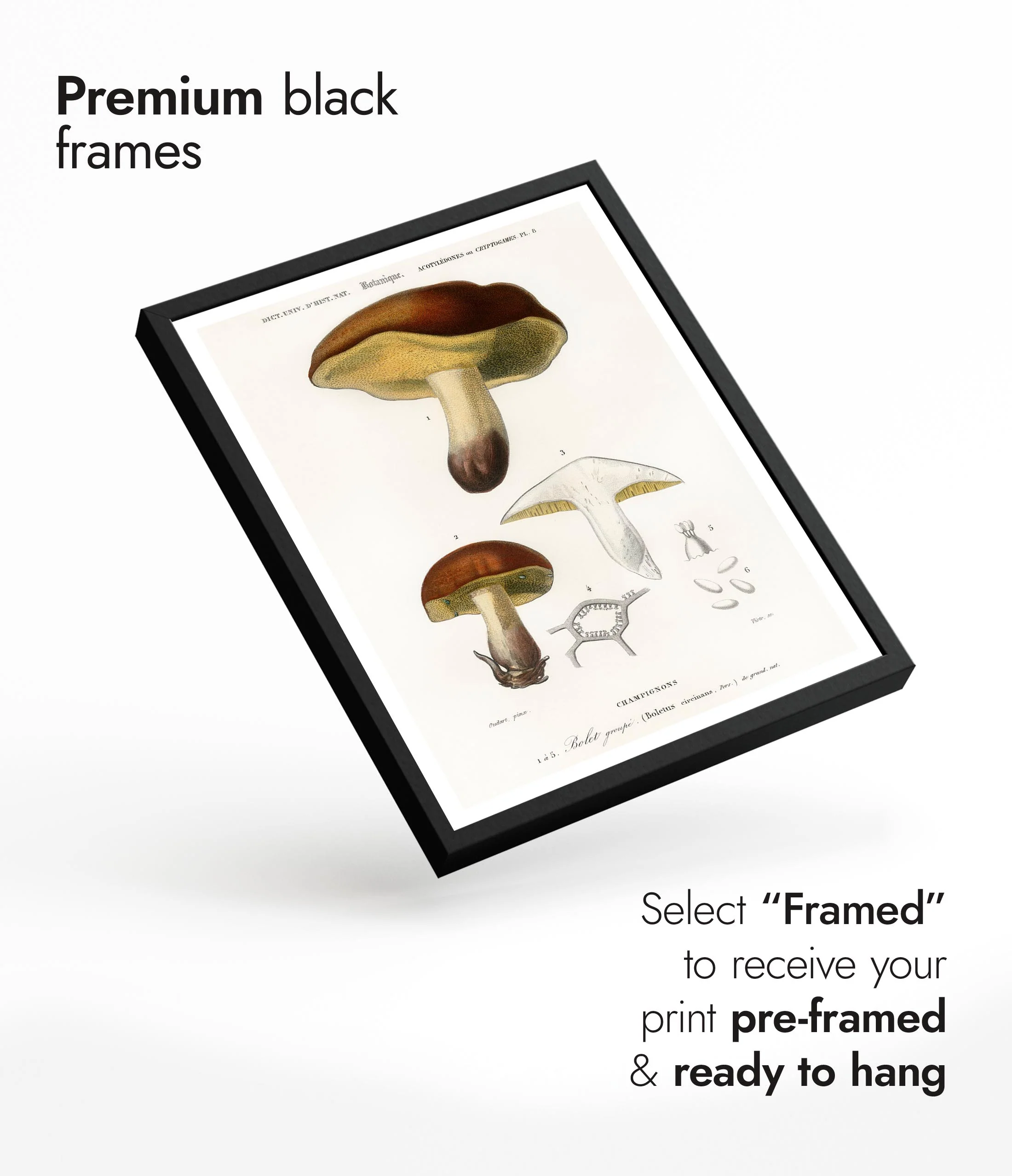 Mushrooms - Image 7