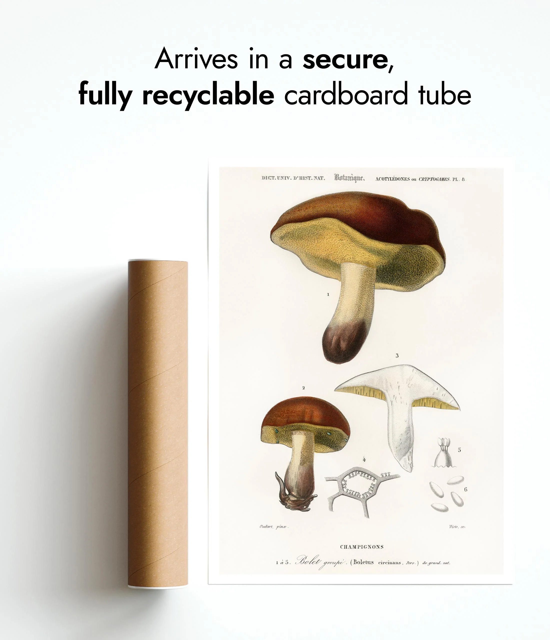 Mushrooms - Image 9