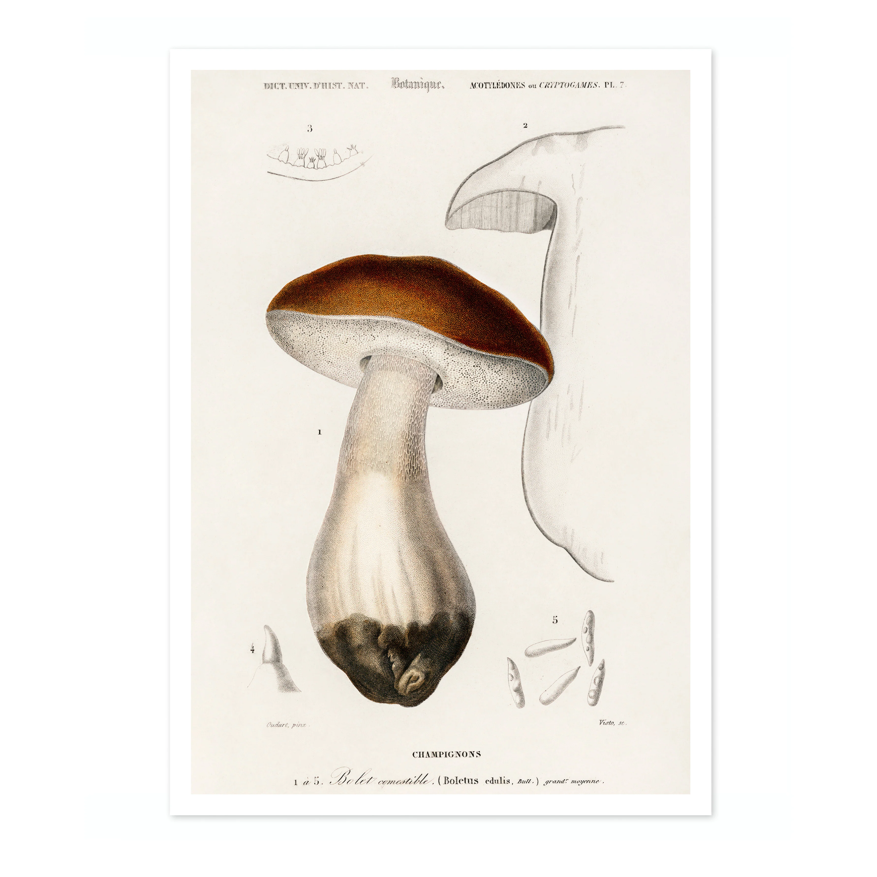 Mushrooms II - Image 4