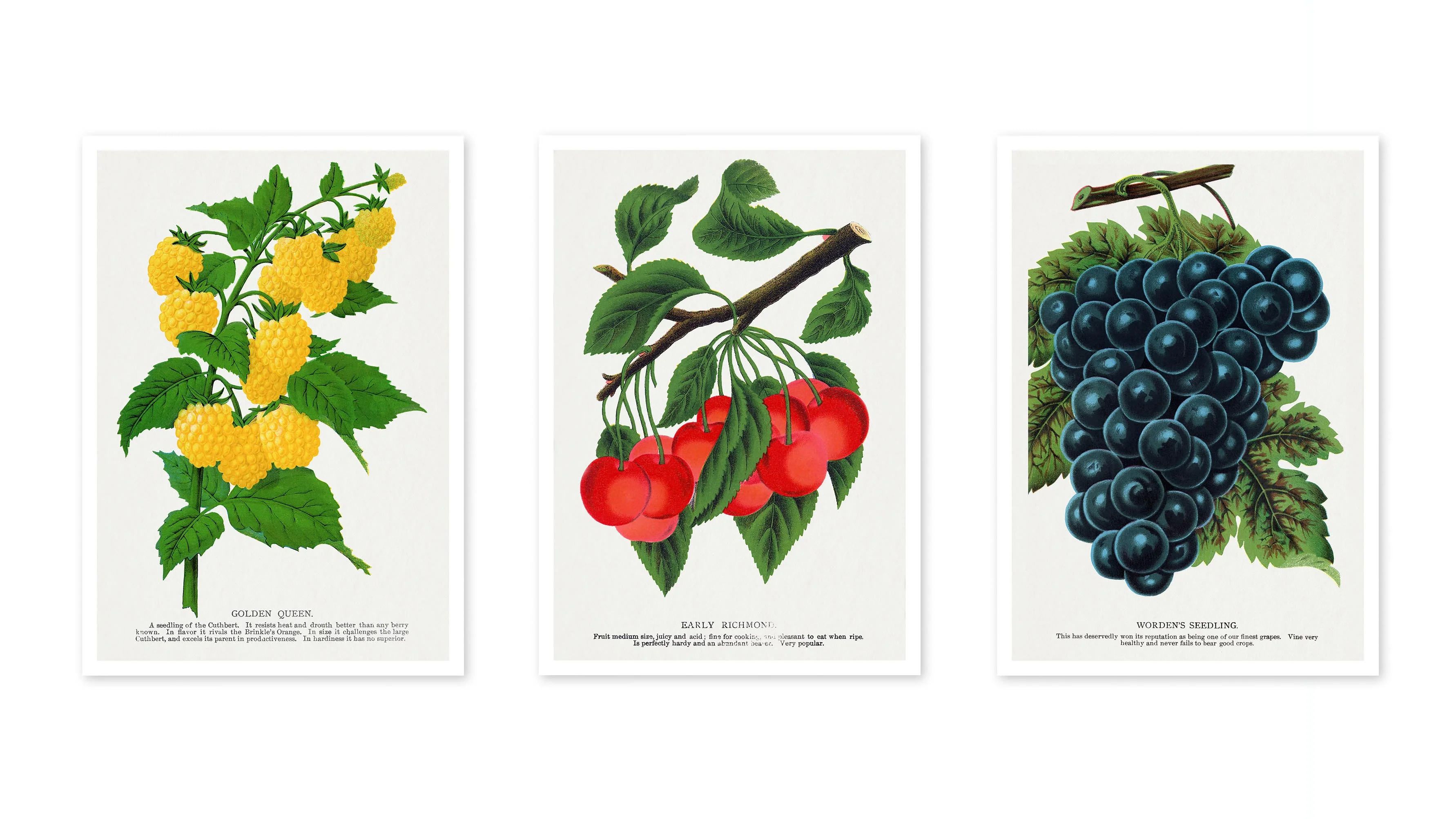 Naturalist Berries Collection - Image 3