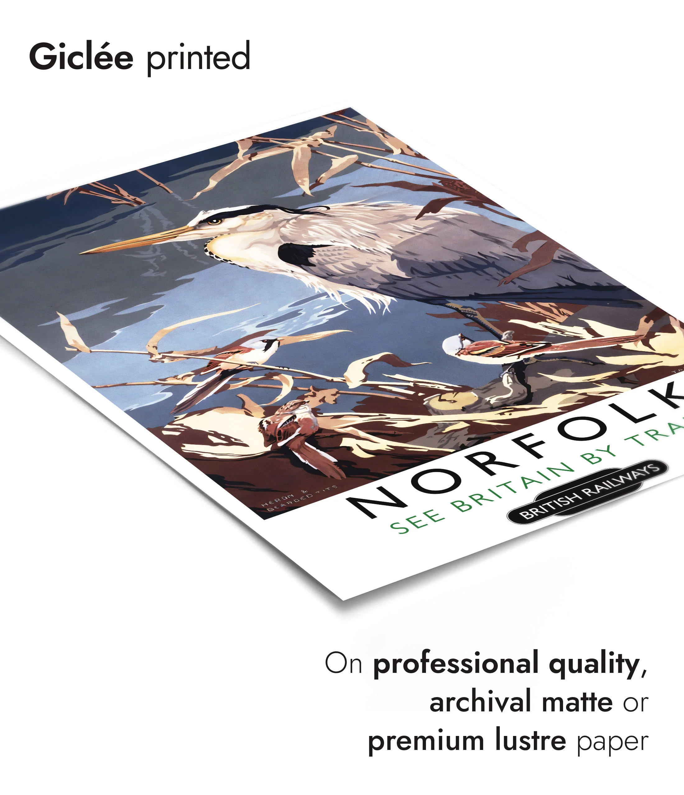 Norfolk - Image 6