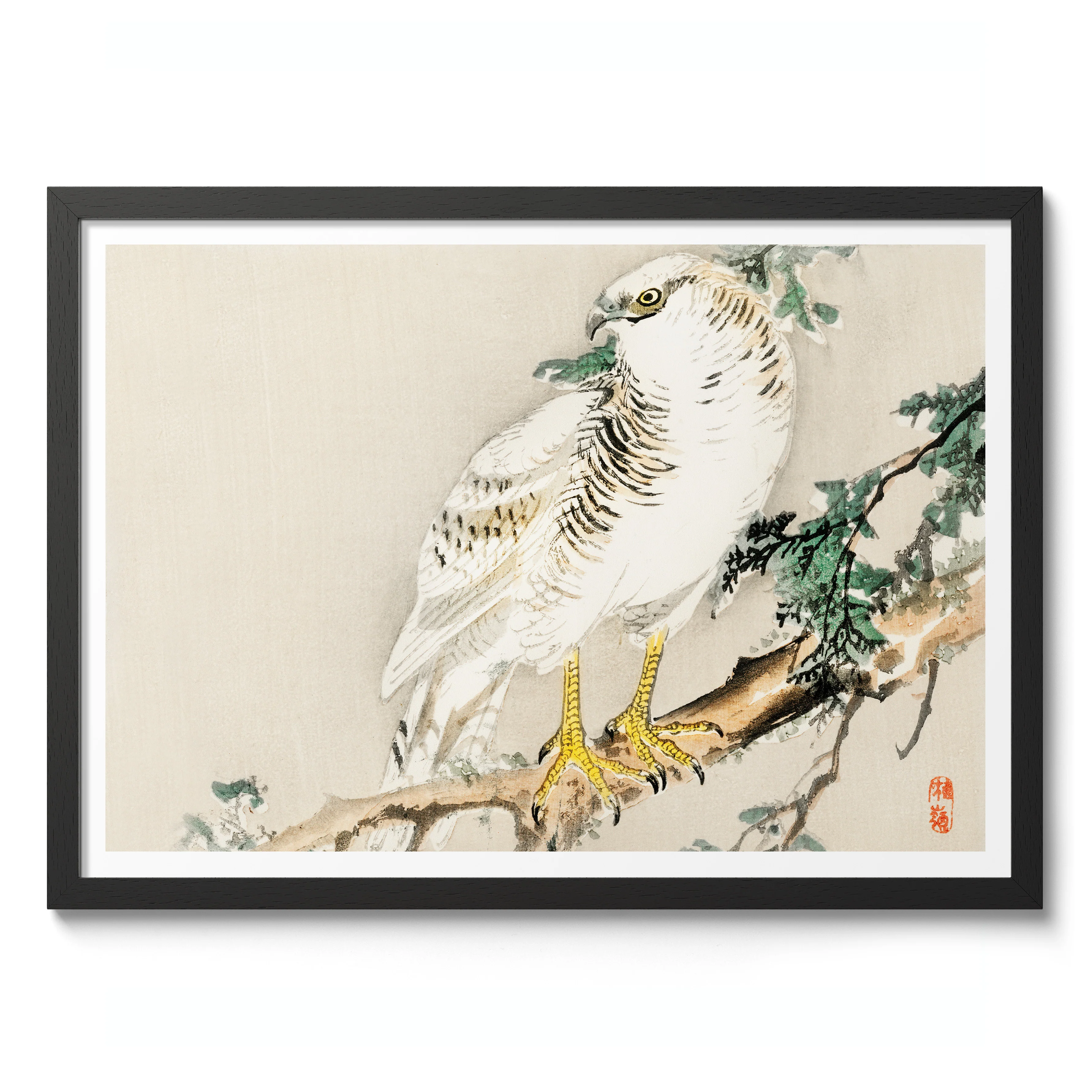 Northern Mockingbird - Image 2