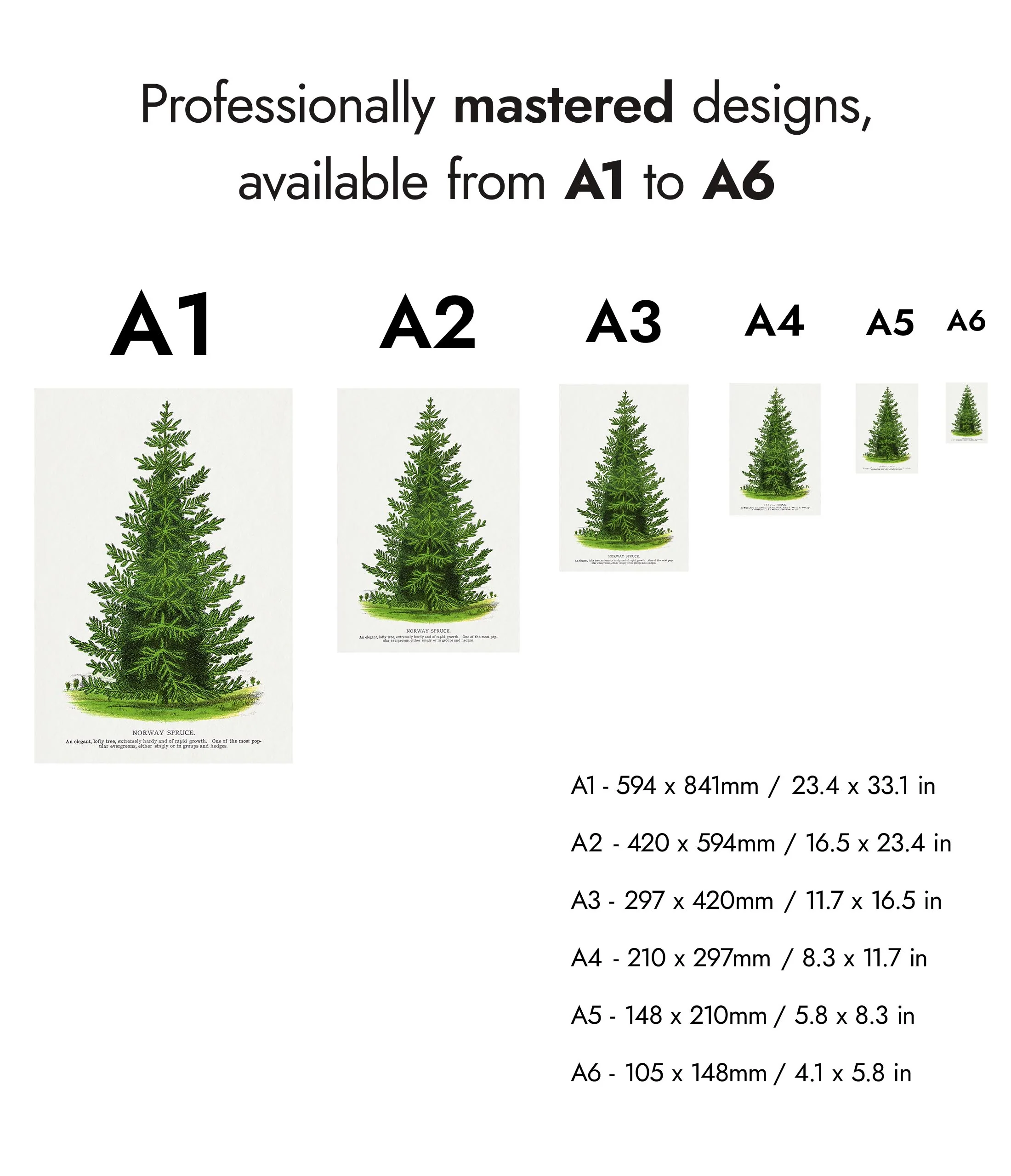 Norway Spruce - Image 8