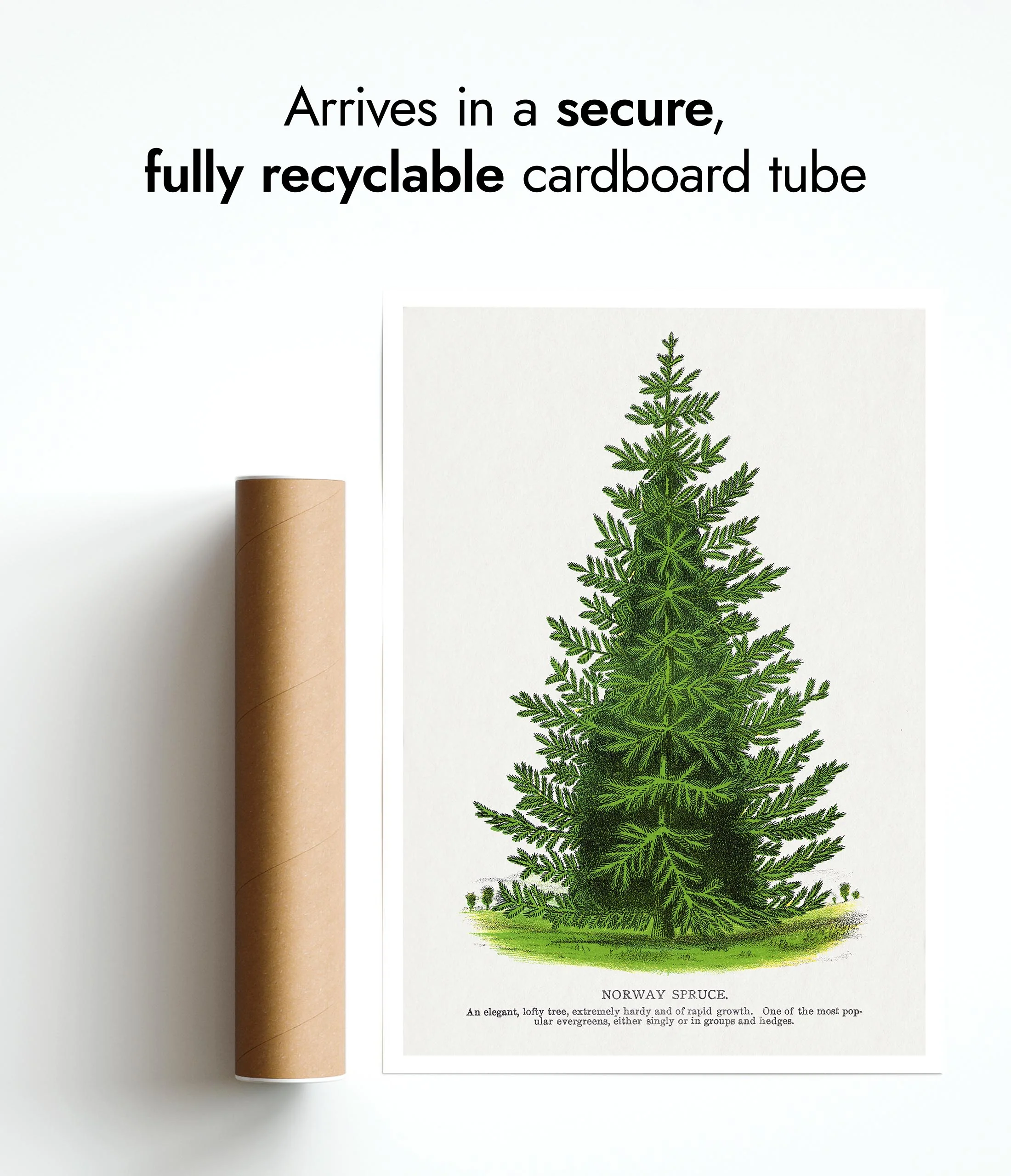 Norway Spruce - Image 9
