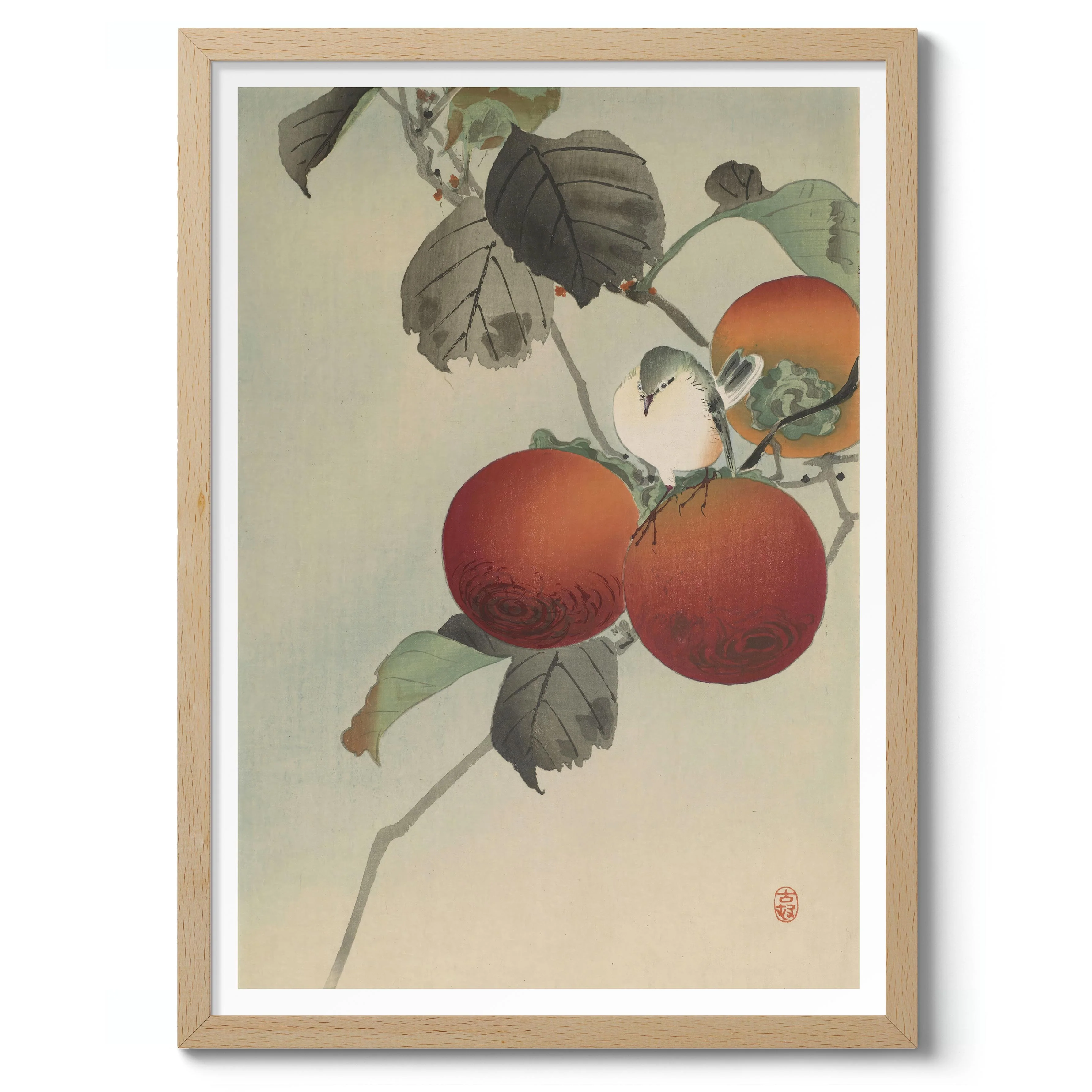 Nuthatcher atop Persimmons - Image 3