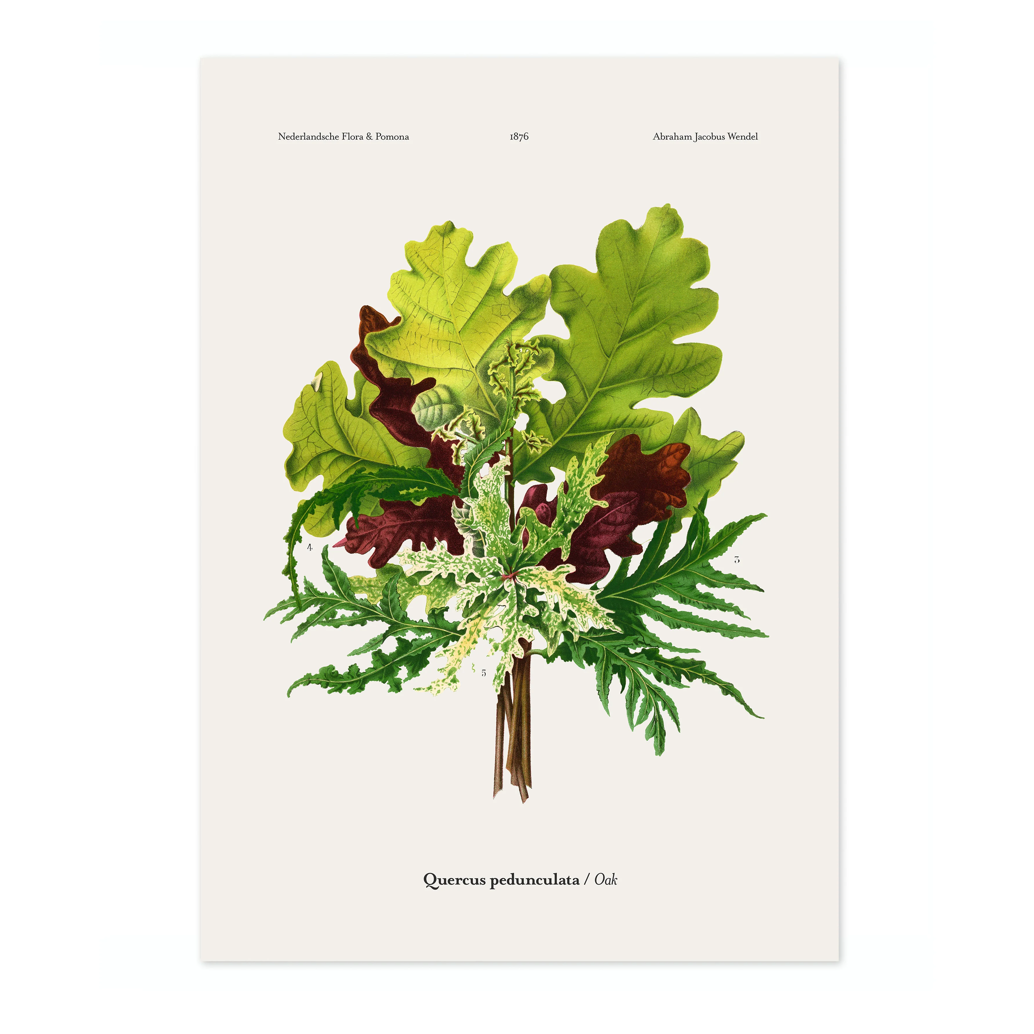 Oak - Image 4