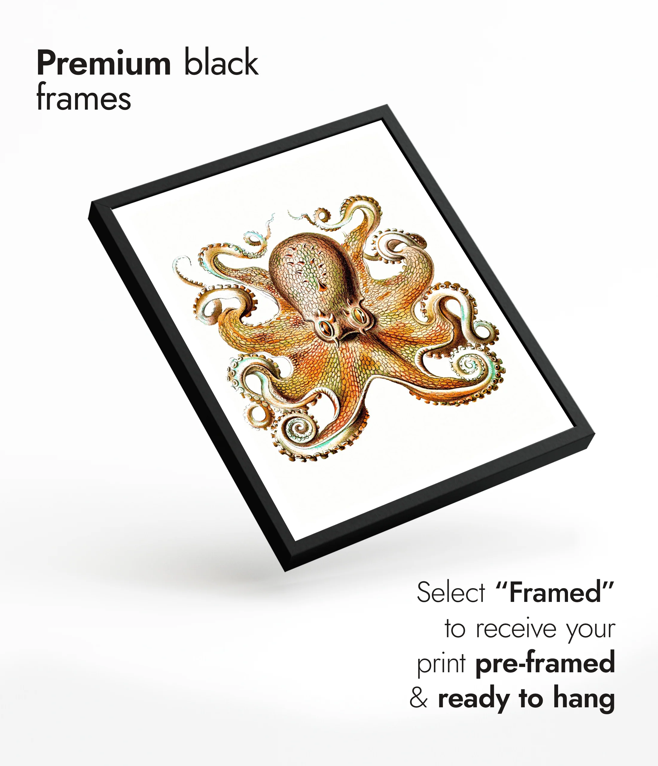 Octopus - Image 7