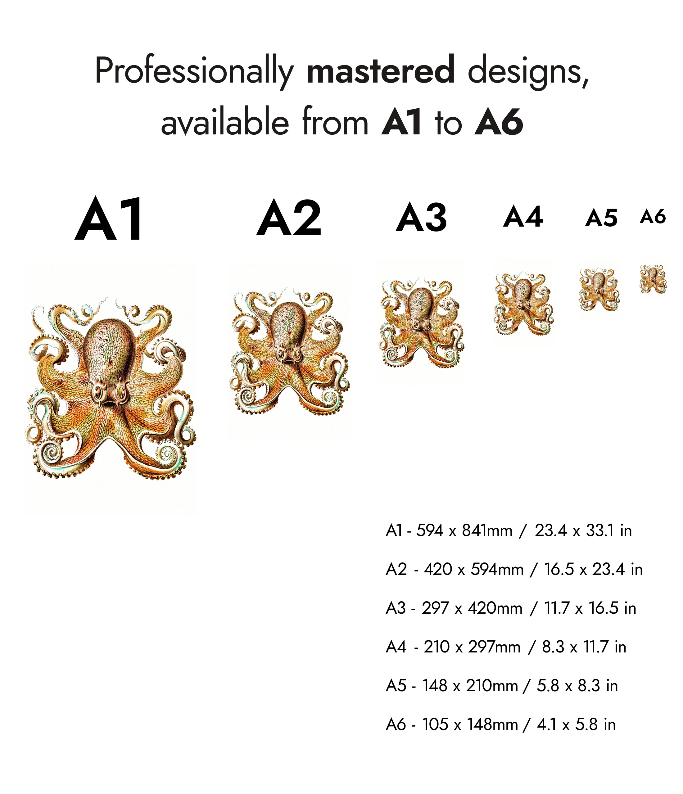 Octopus - Image 8