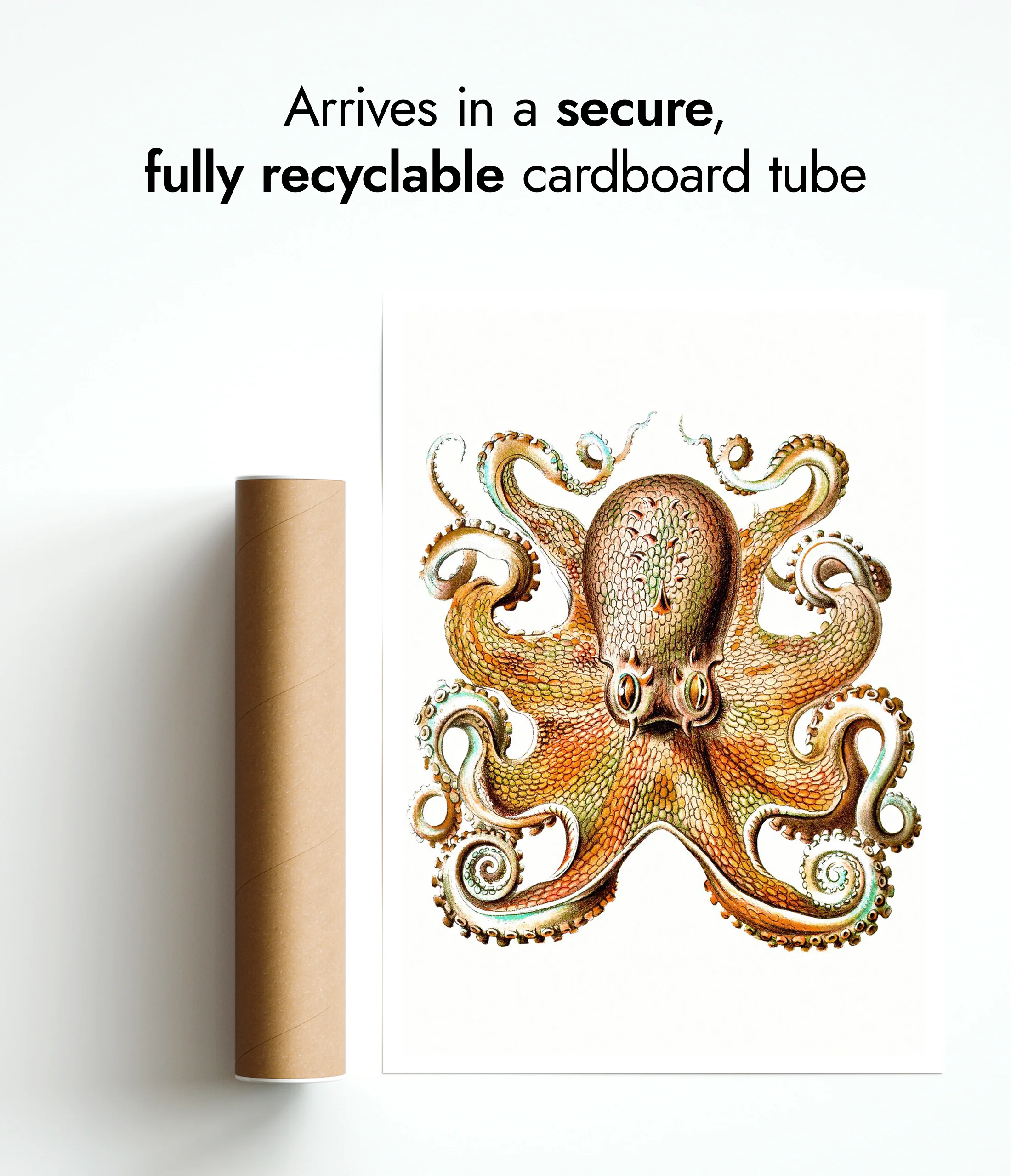 Octopus - Image 9