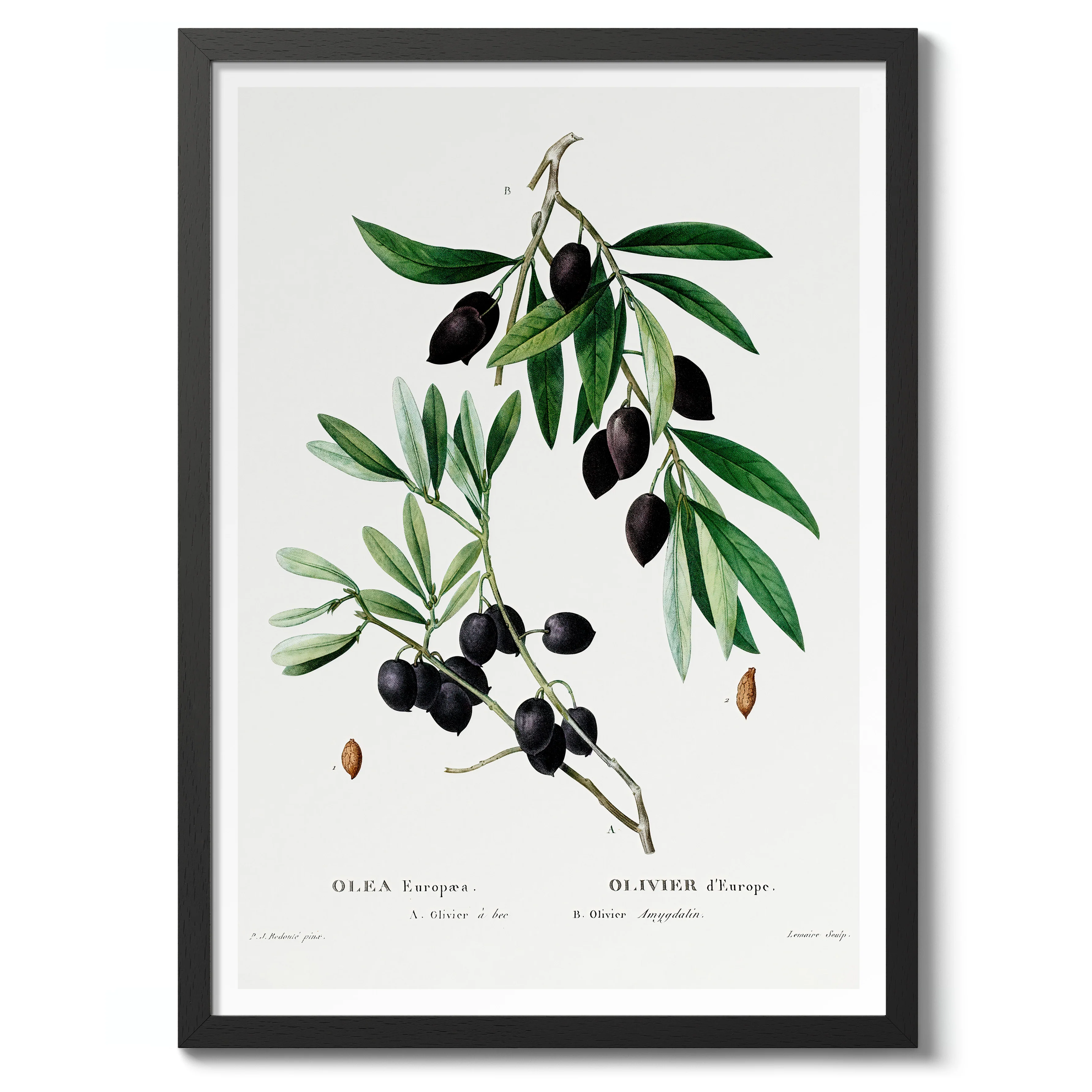 Olive Branch - Image 2