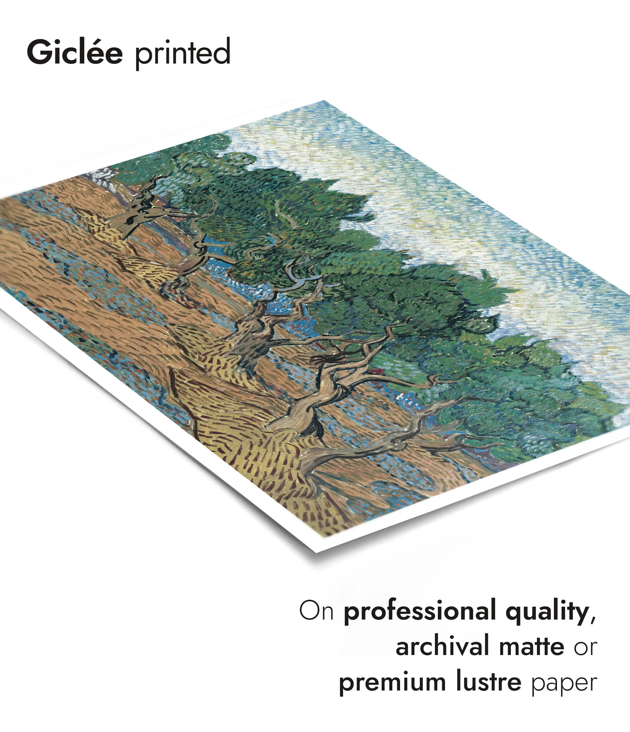 Olive Grove - Image 6