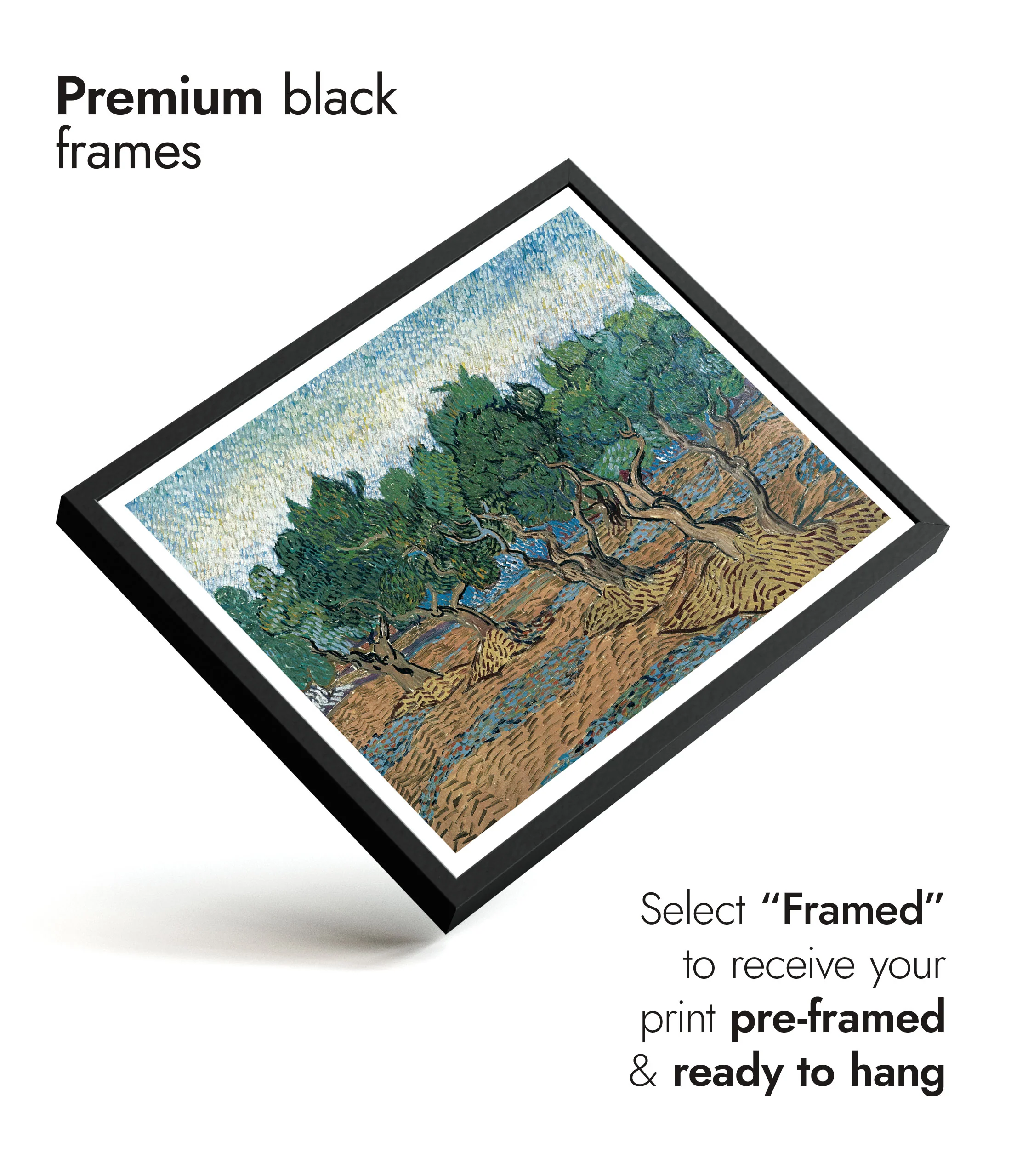 Olive Grove - Image 7