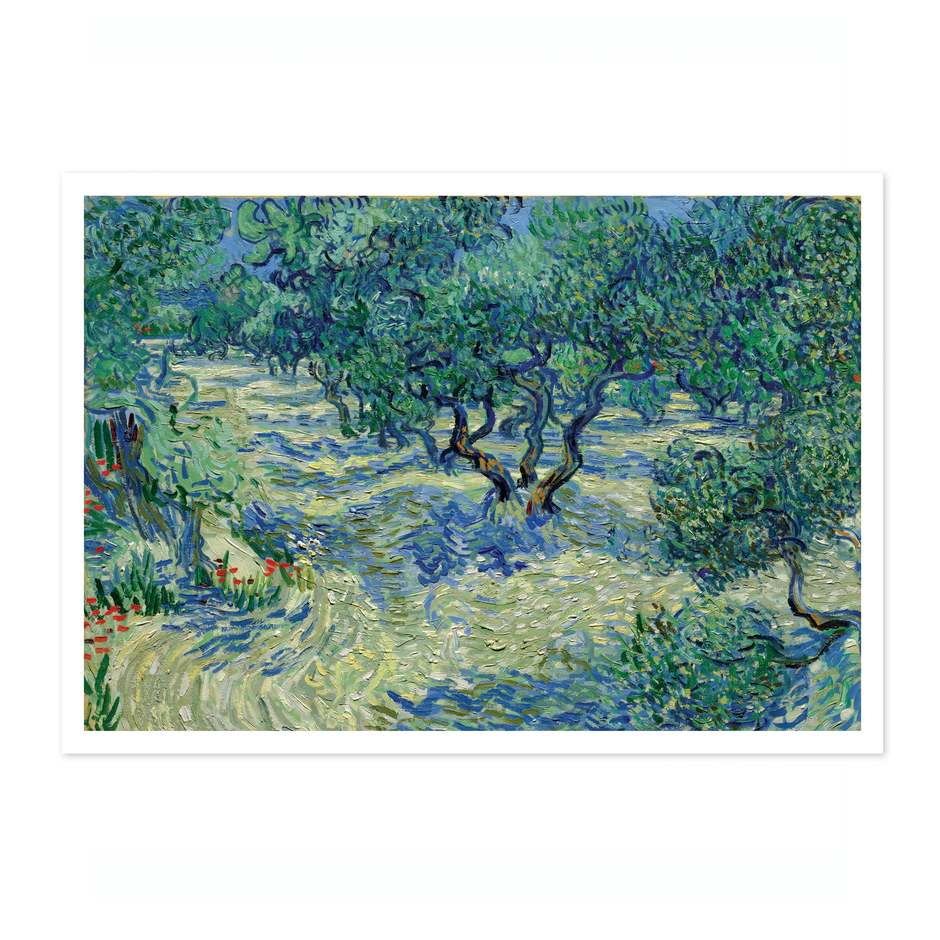 Olive Orchard - Image 4