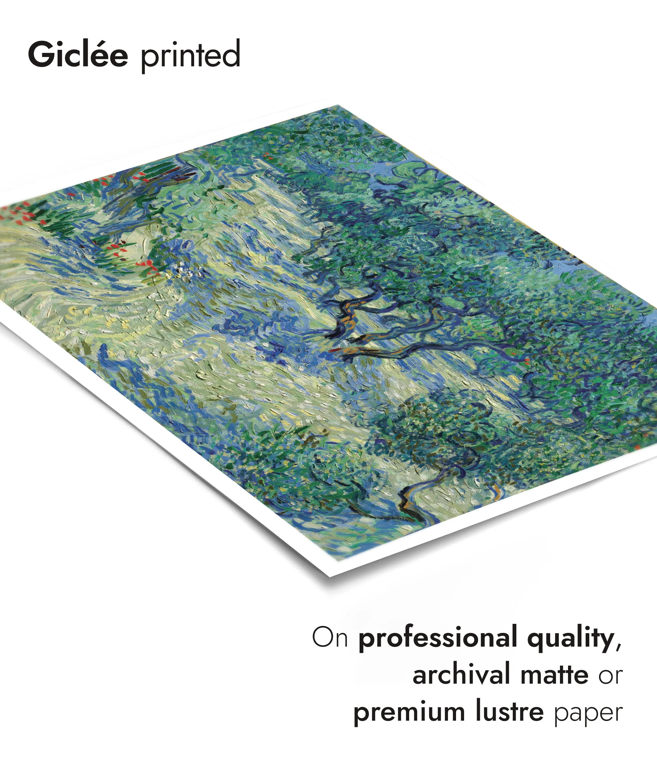 Olive Orchard - Image 6