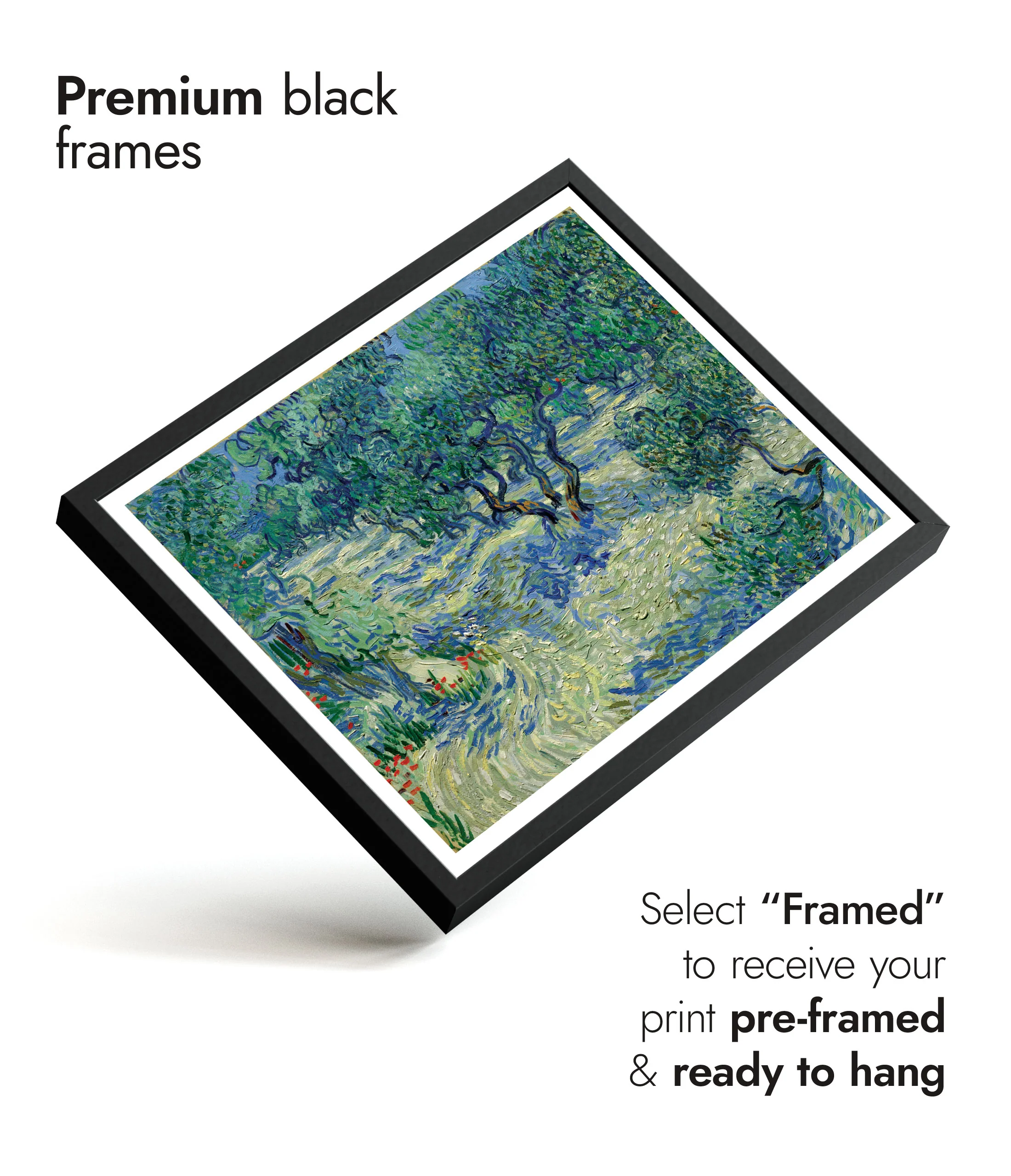 Olive Orchard - Image 7