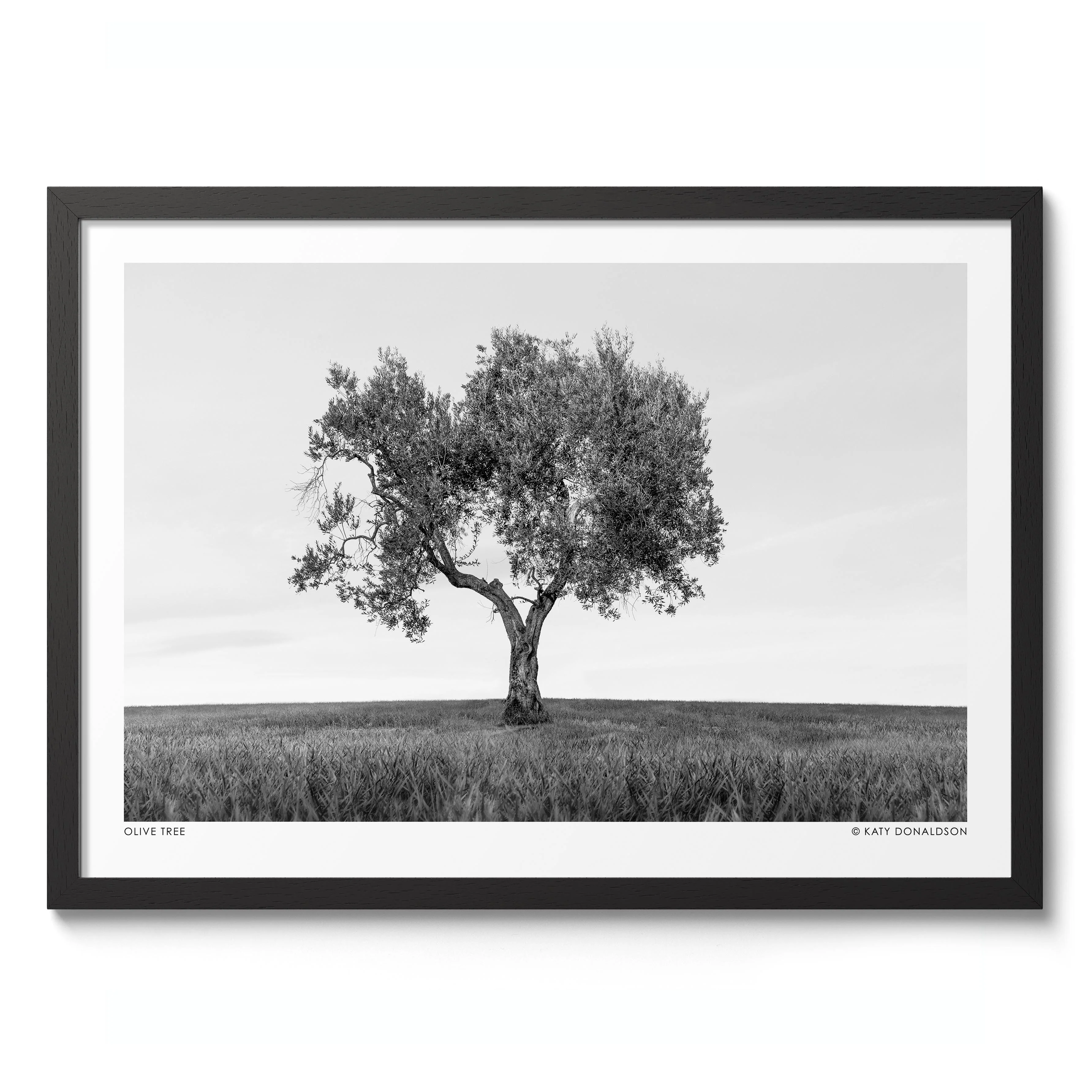 Olive Tree - Image 2