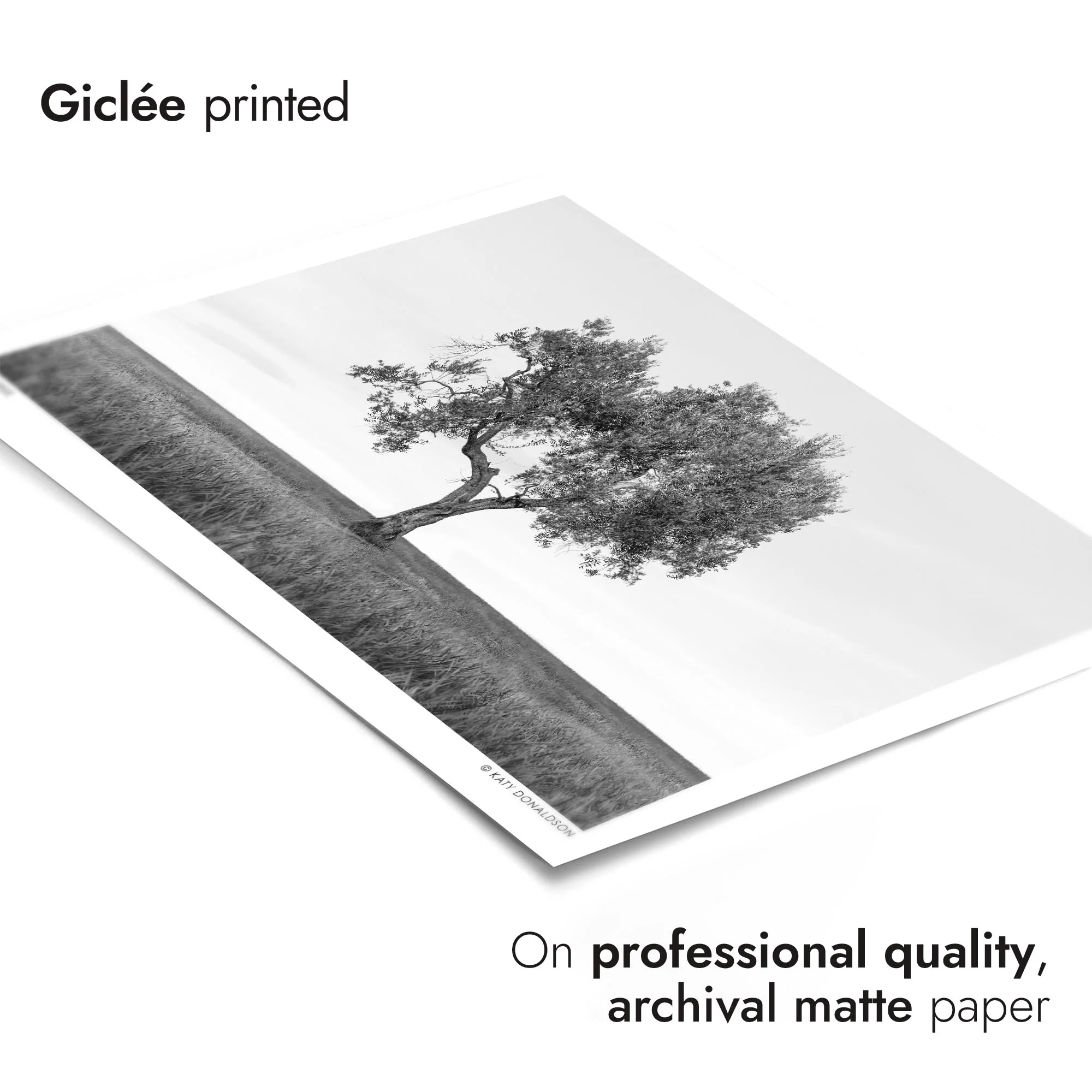 Olive Tree - Image 6