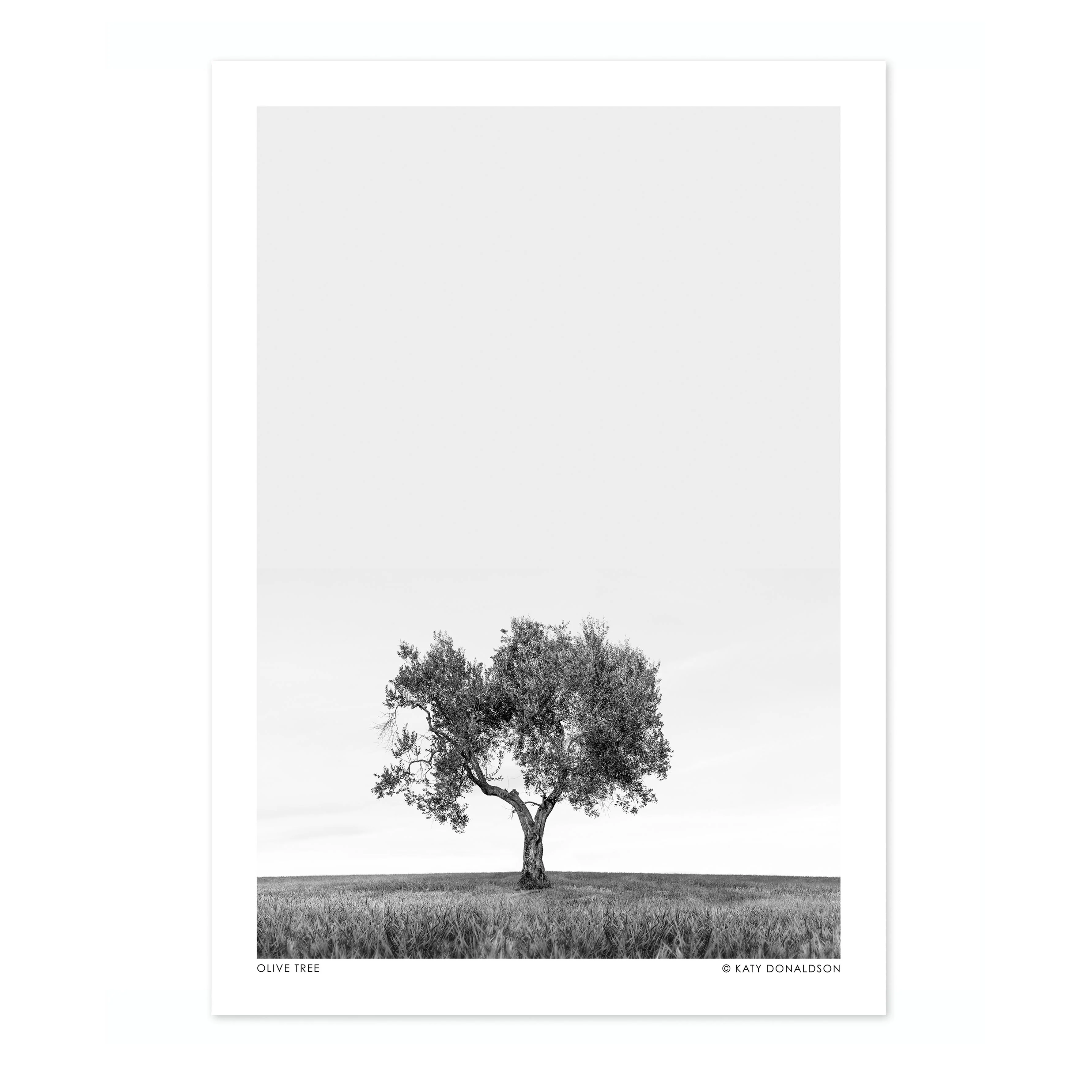 Olive Tree - Image 4
