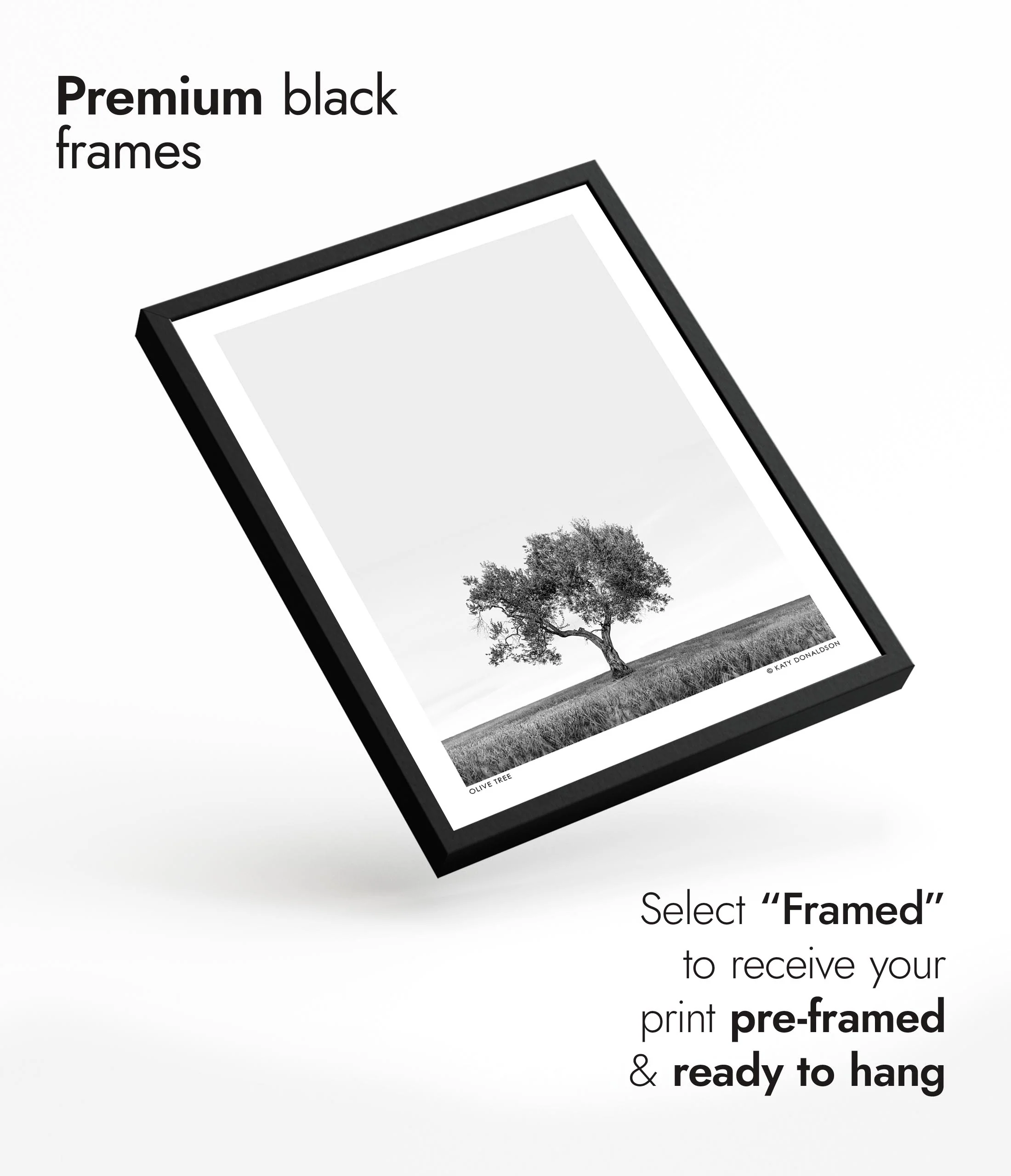 Olive Tree - Image 7