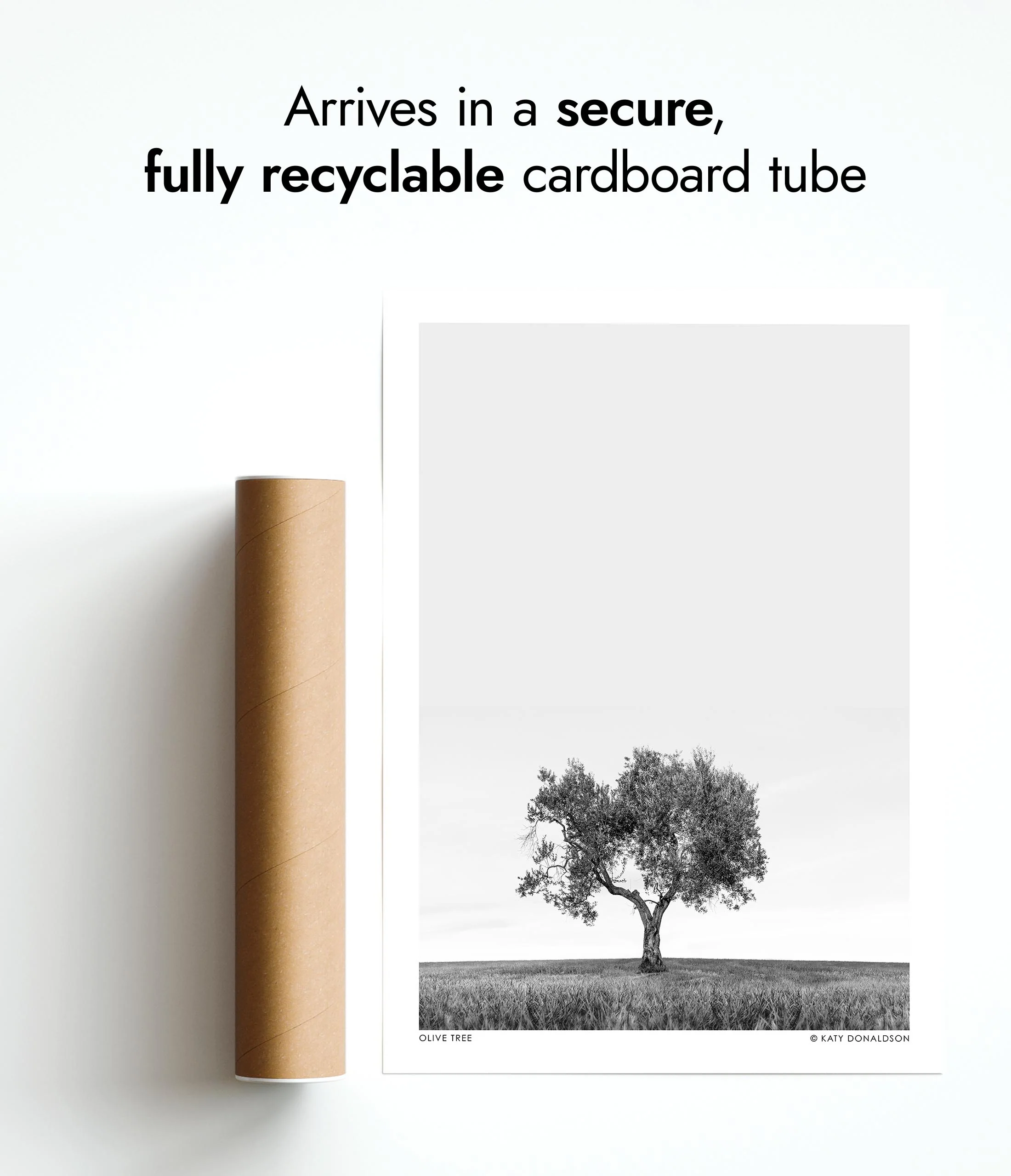 Olive Tree - Image 9