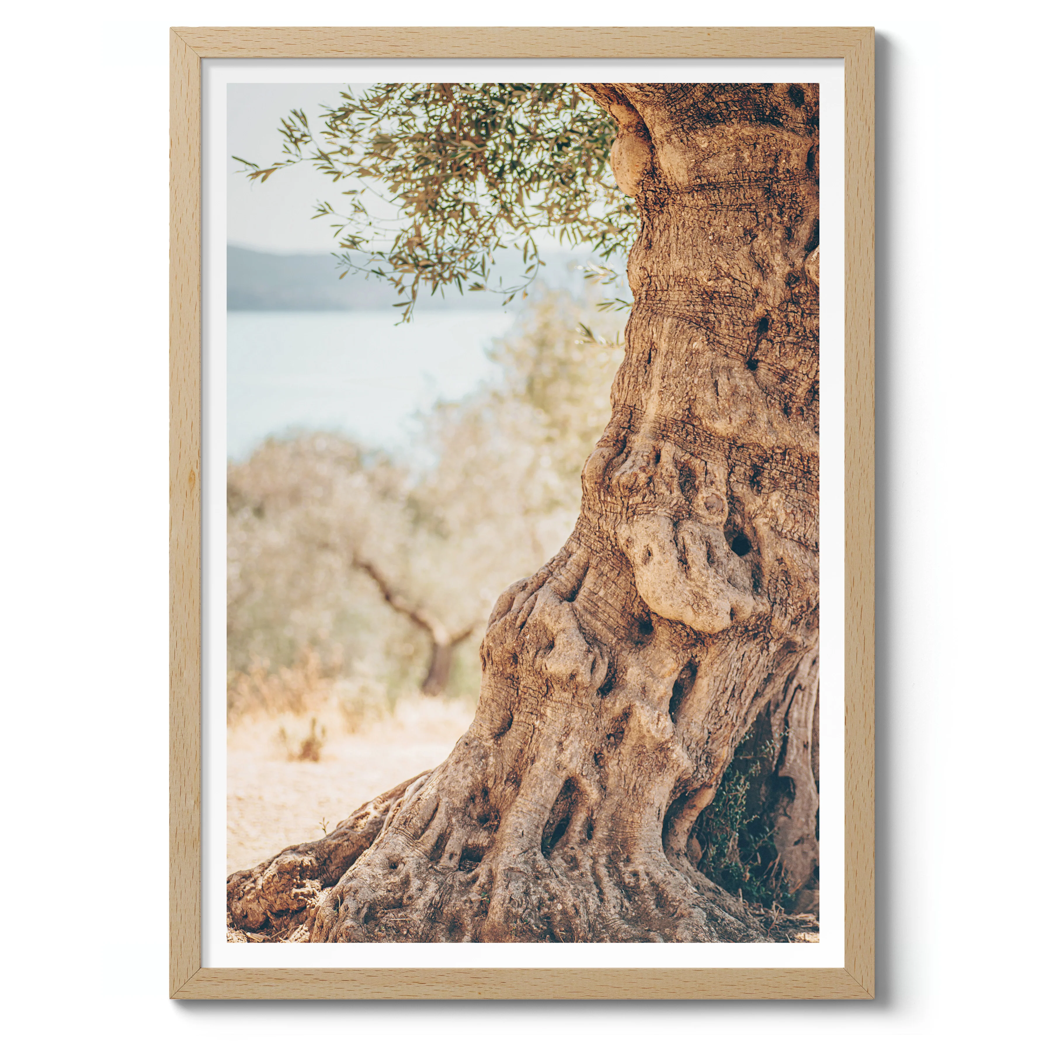 Olive Tree - Image 3