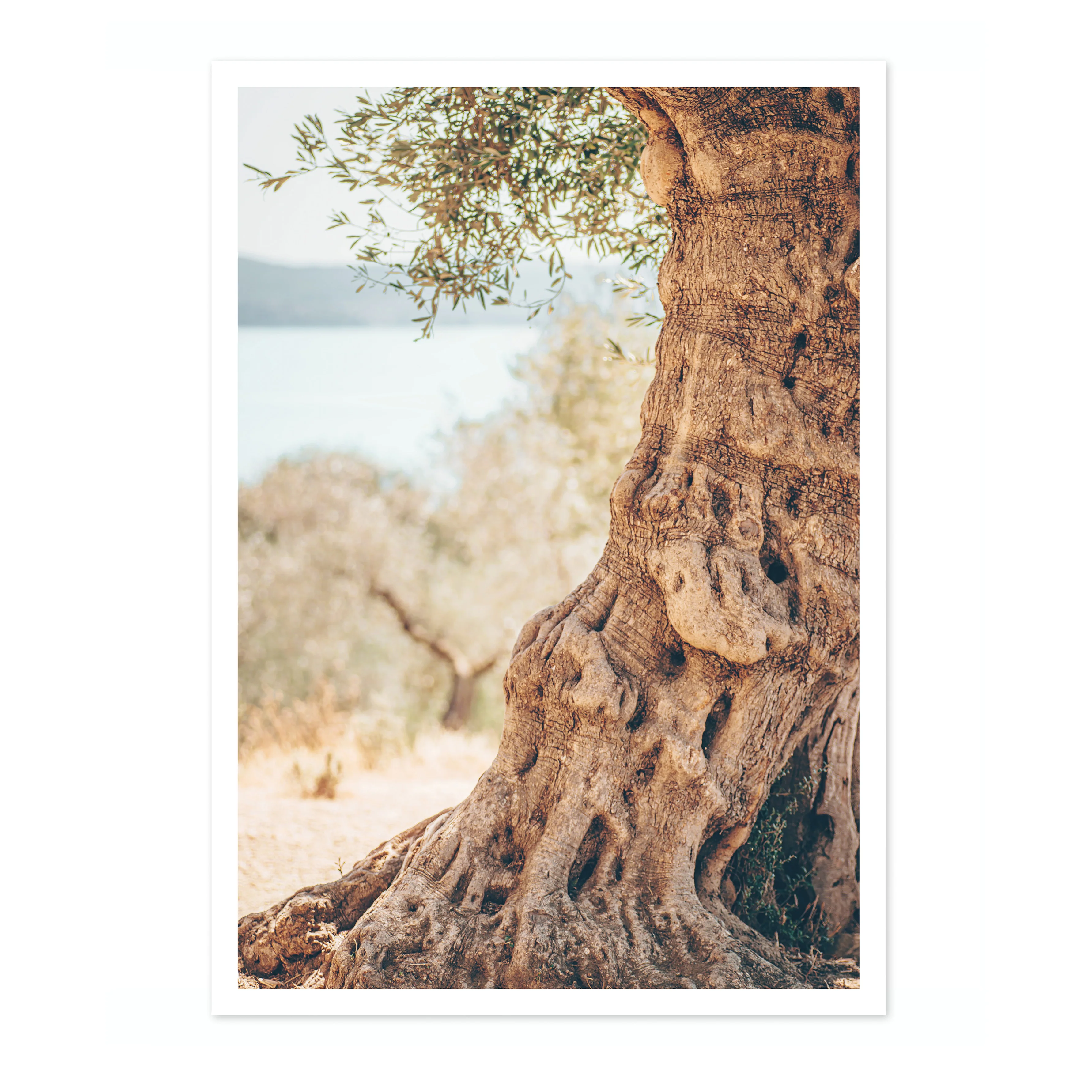 Olive Tree - Image 4