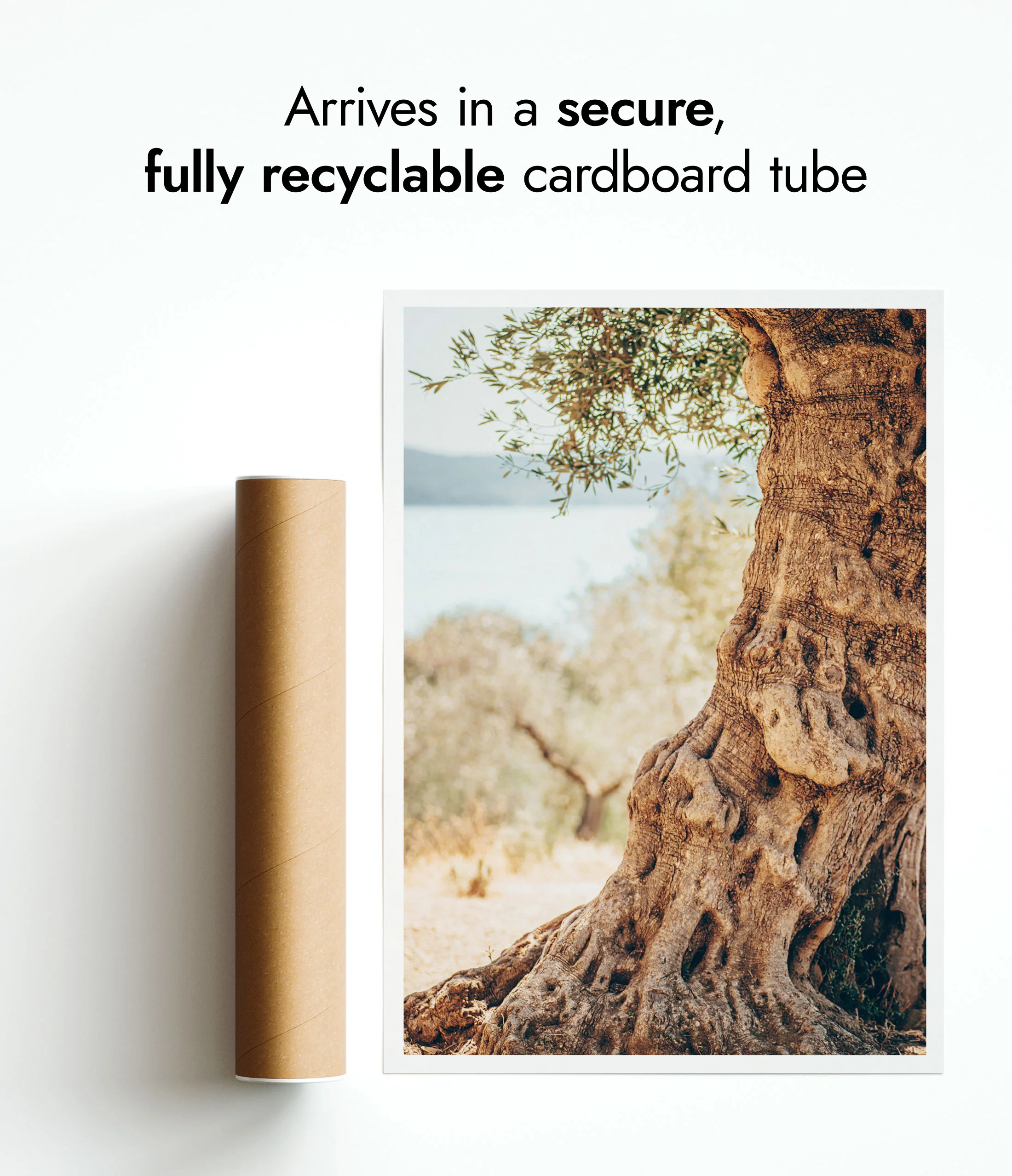 Olive Tree - Image 9
