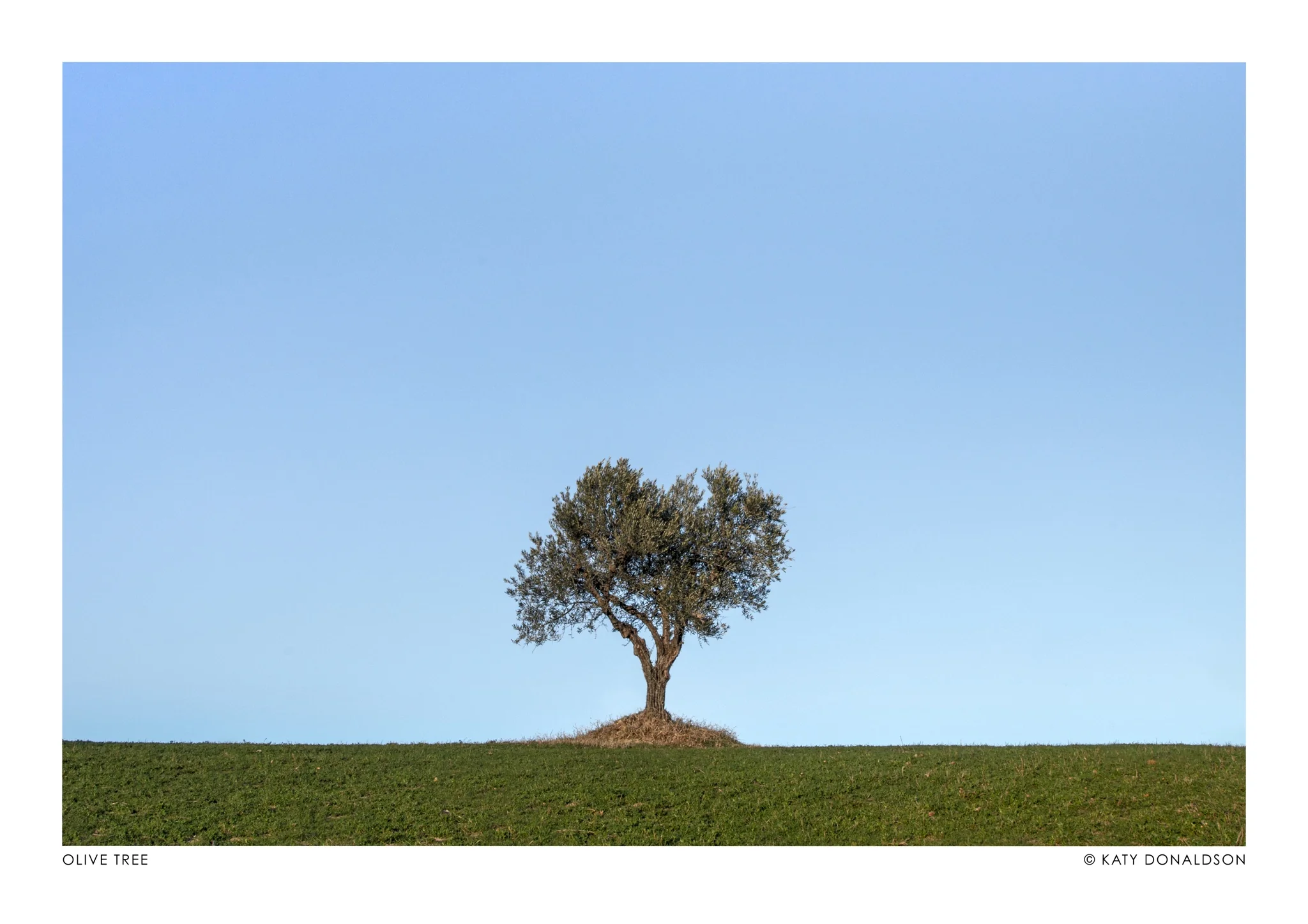 Olive Tree, Evening Sun