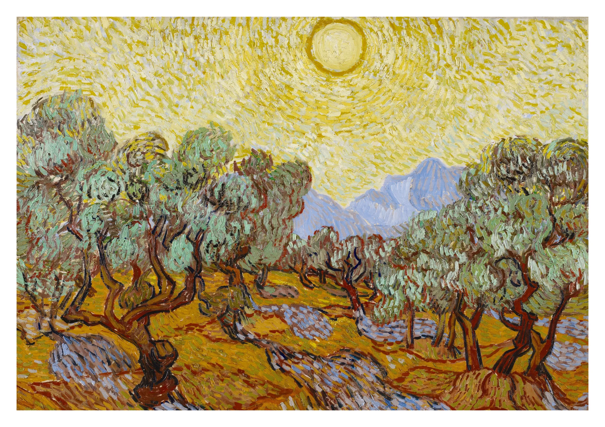 Olive Trees