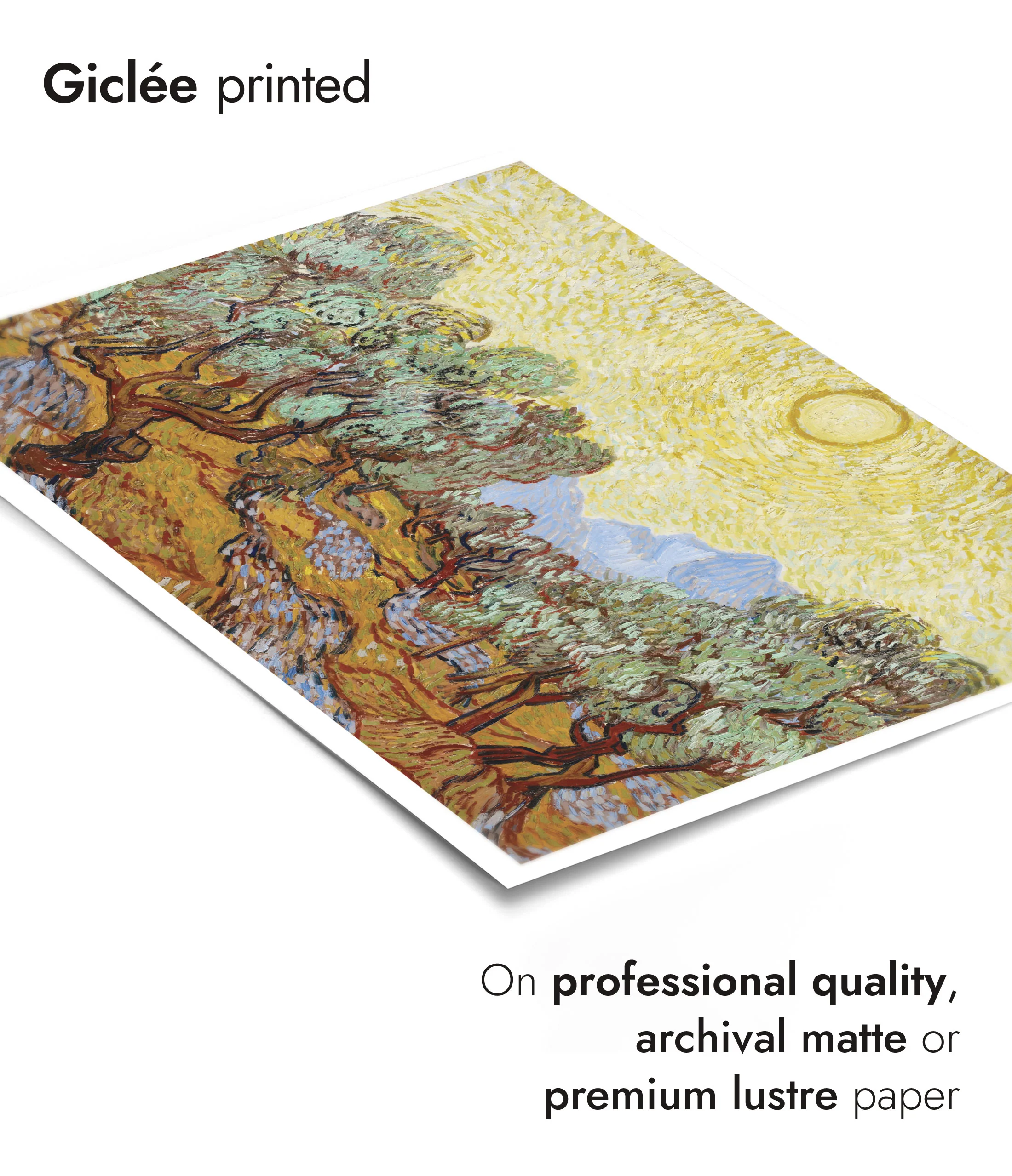 Olive Trees - Image 6