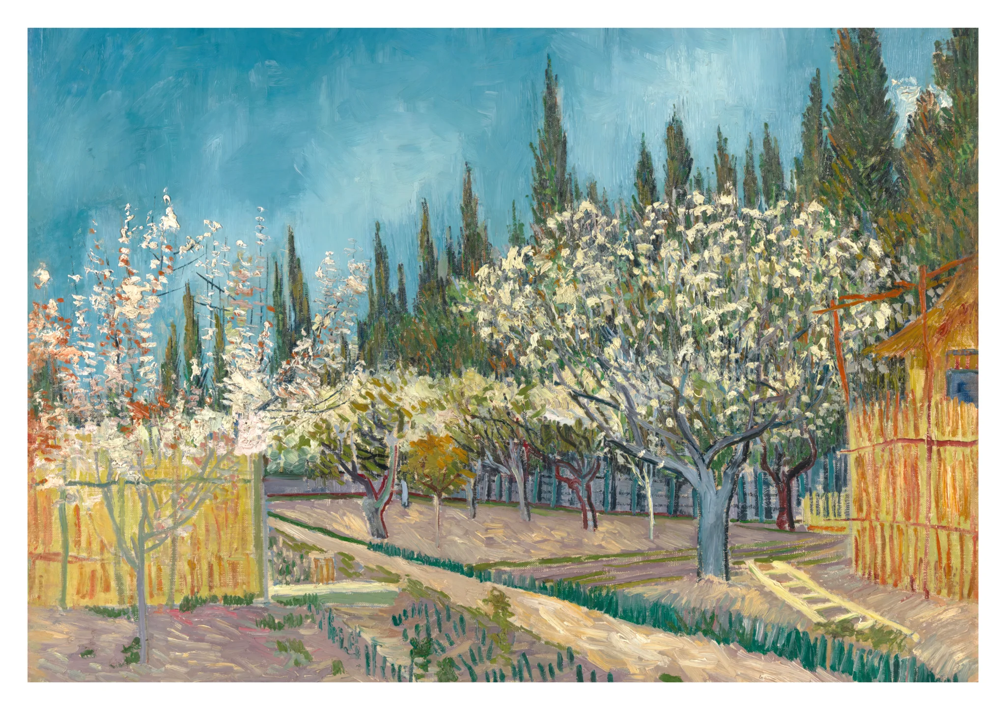 Orchard Bordered by Cypresses