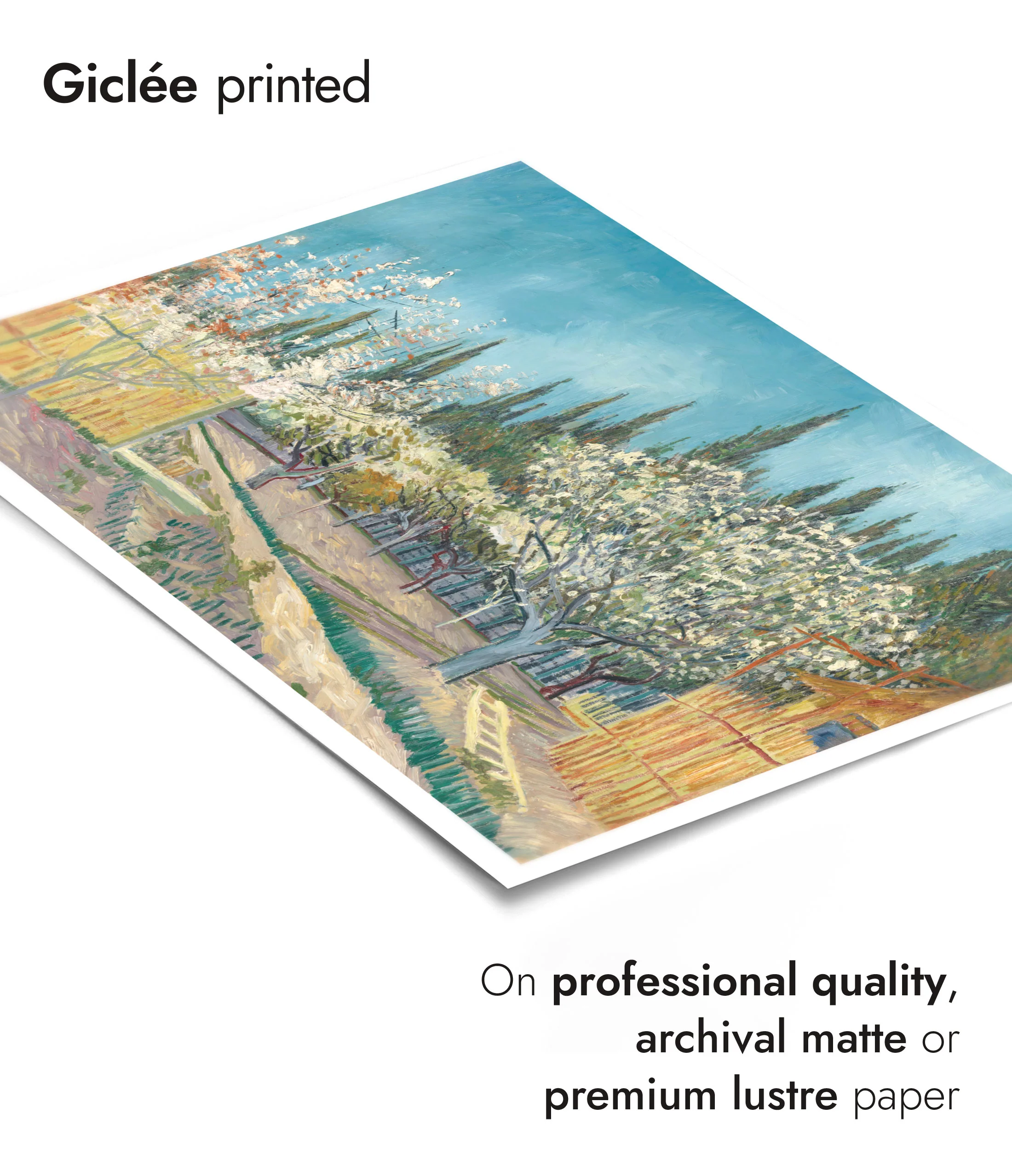 Orchard Bordered by Cypresses - Image 6