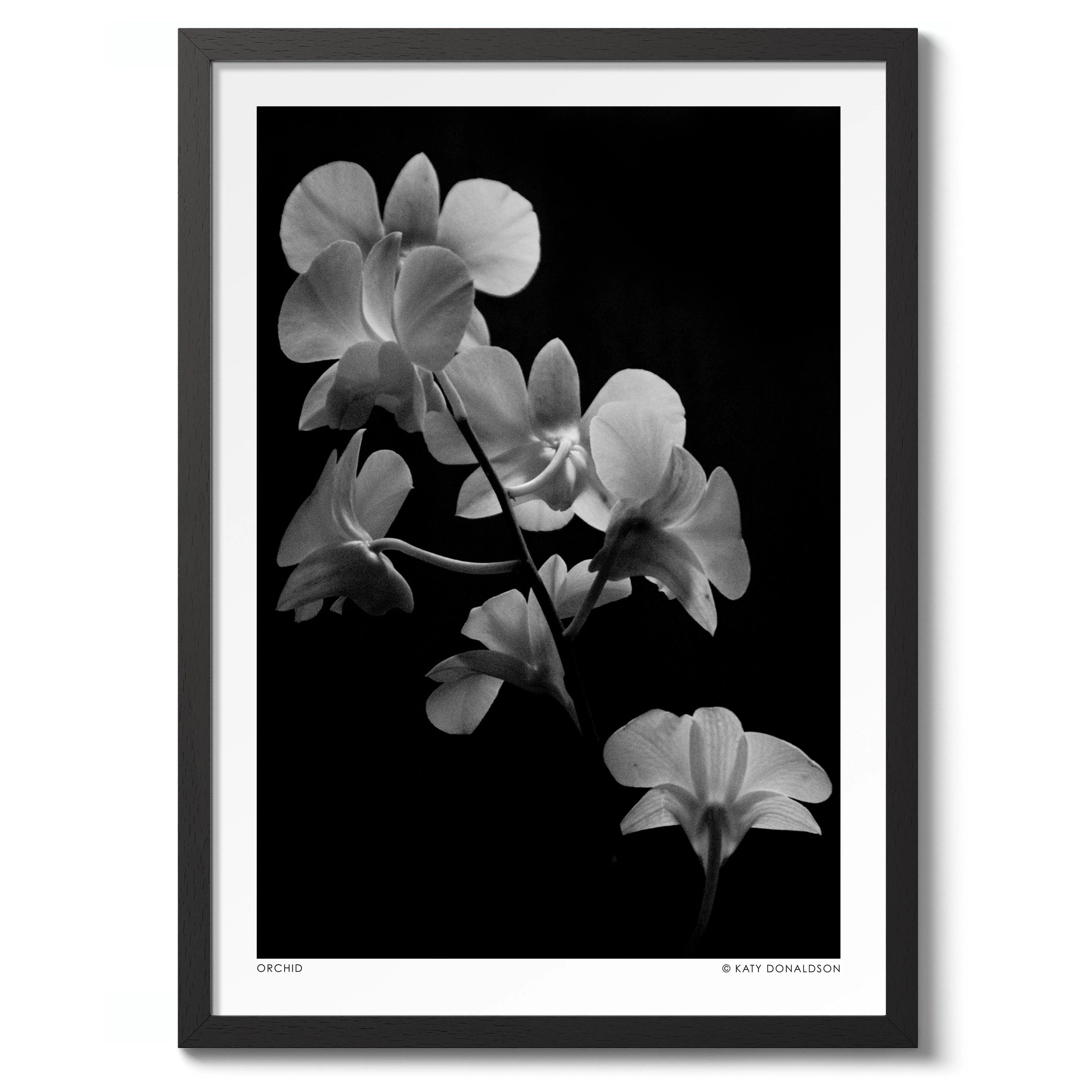 Orchid - Image 2