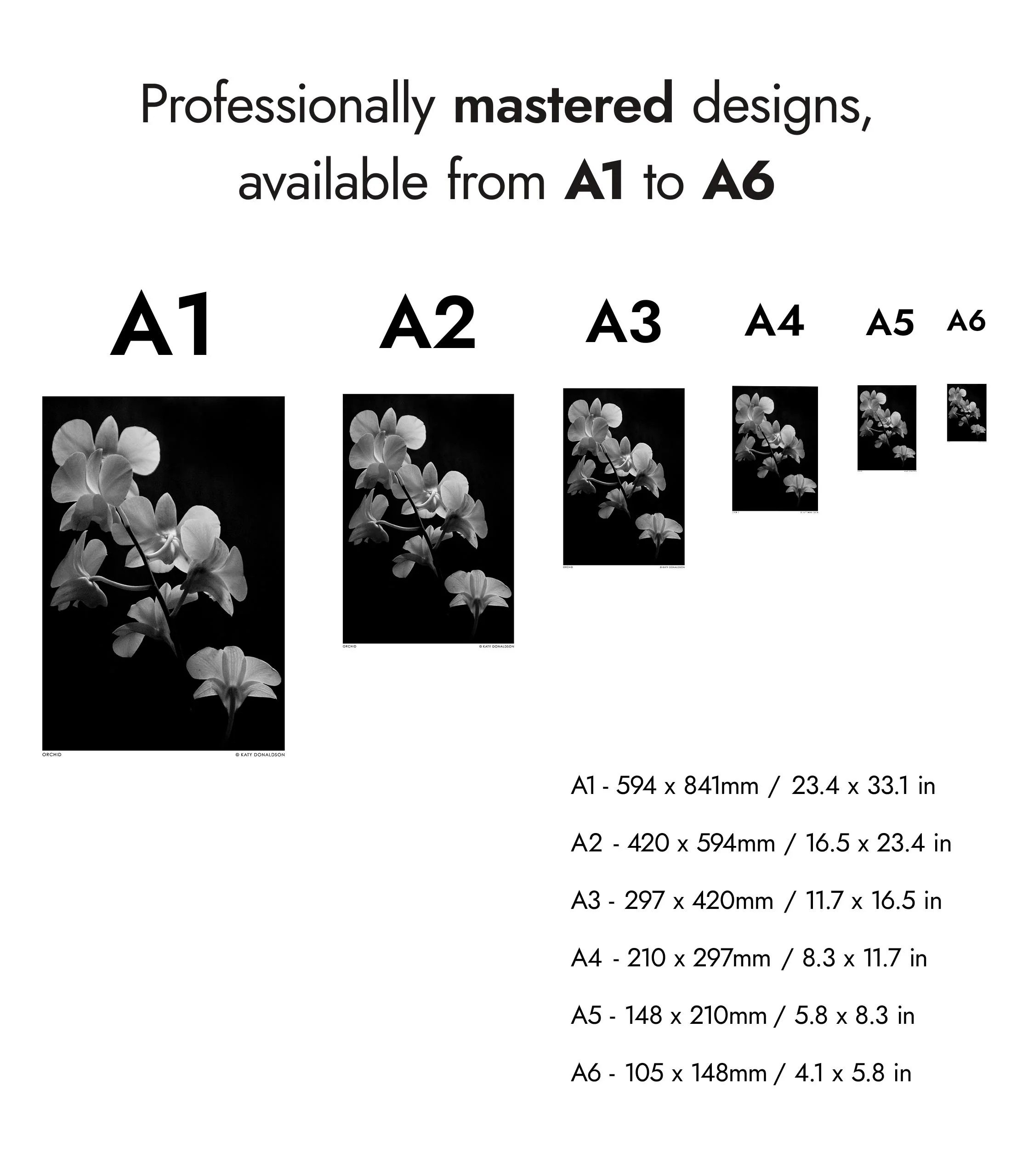 Orchid - Image 8