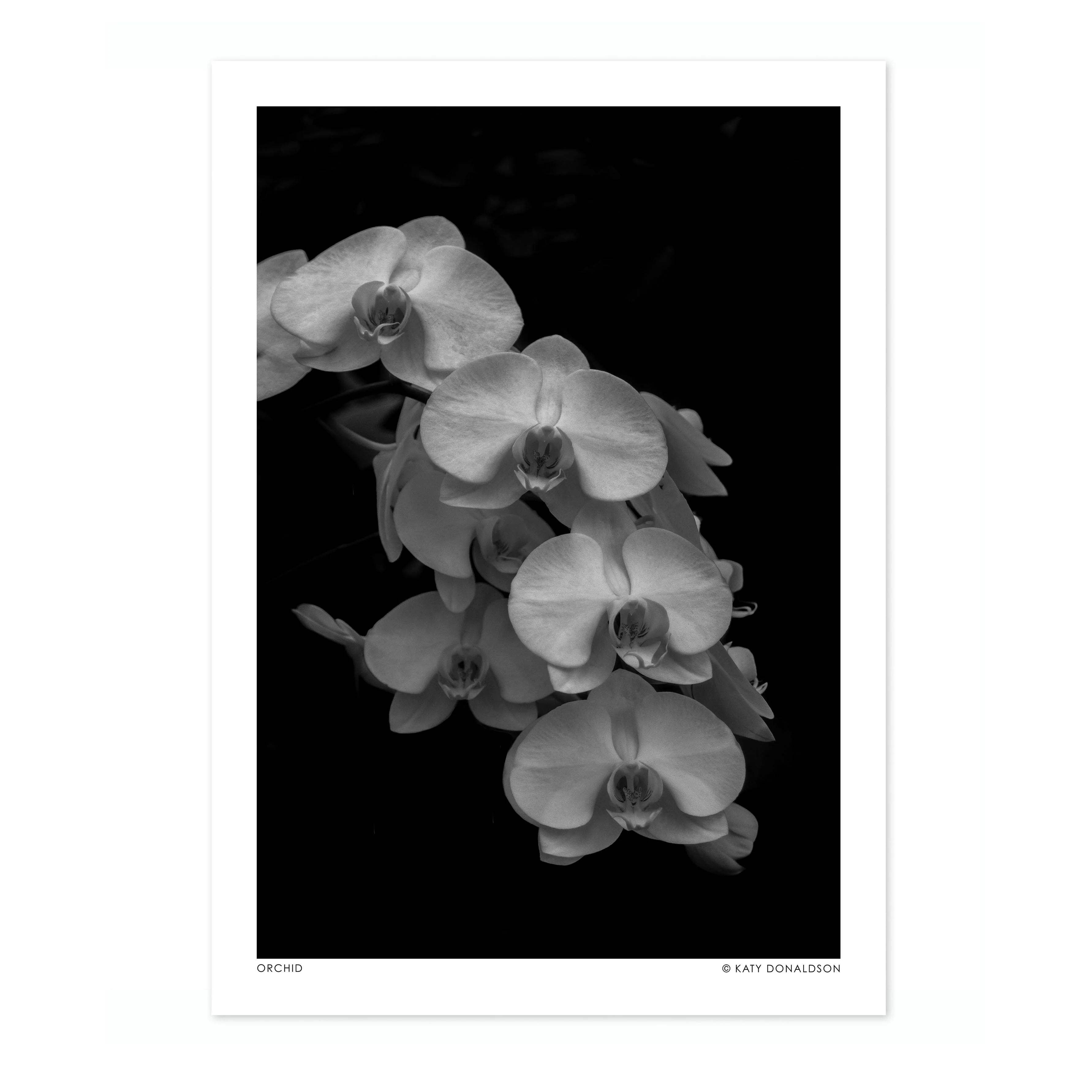 Orchid Falls - Image 4