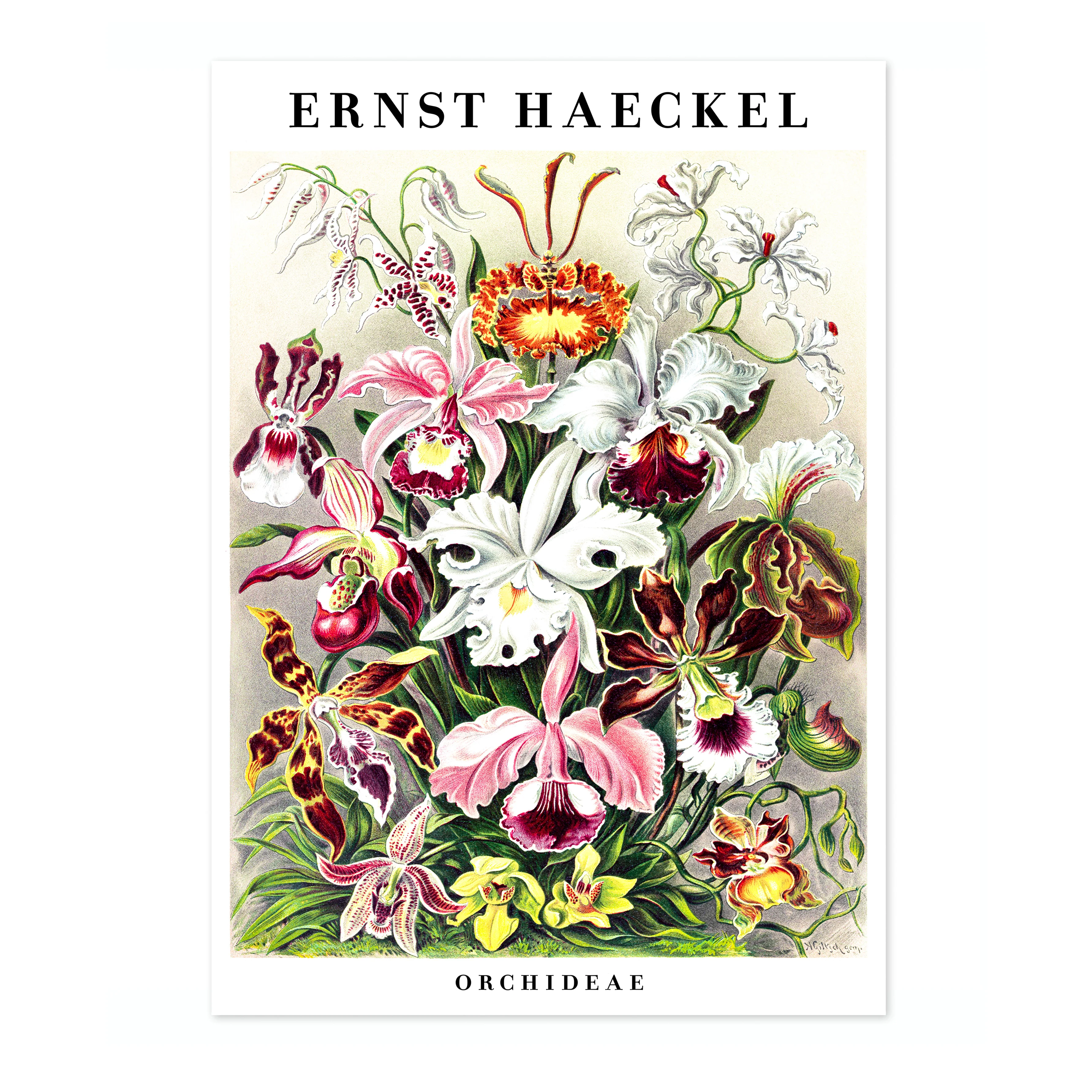 Orchids - Image 4