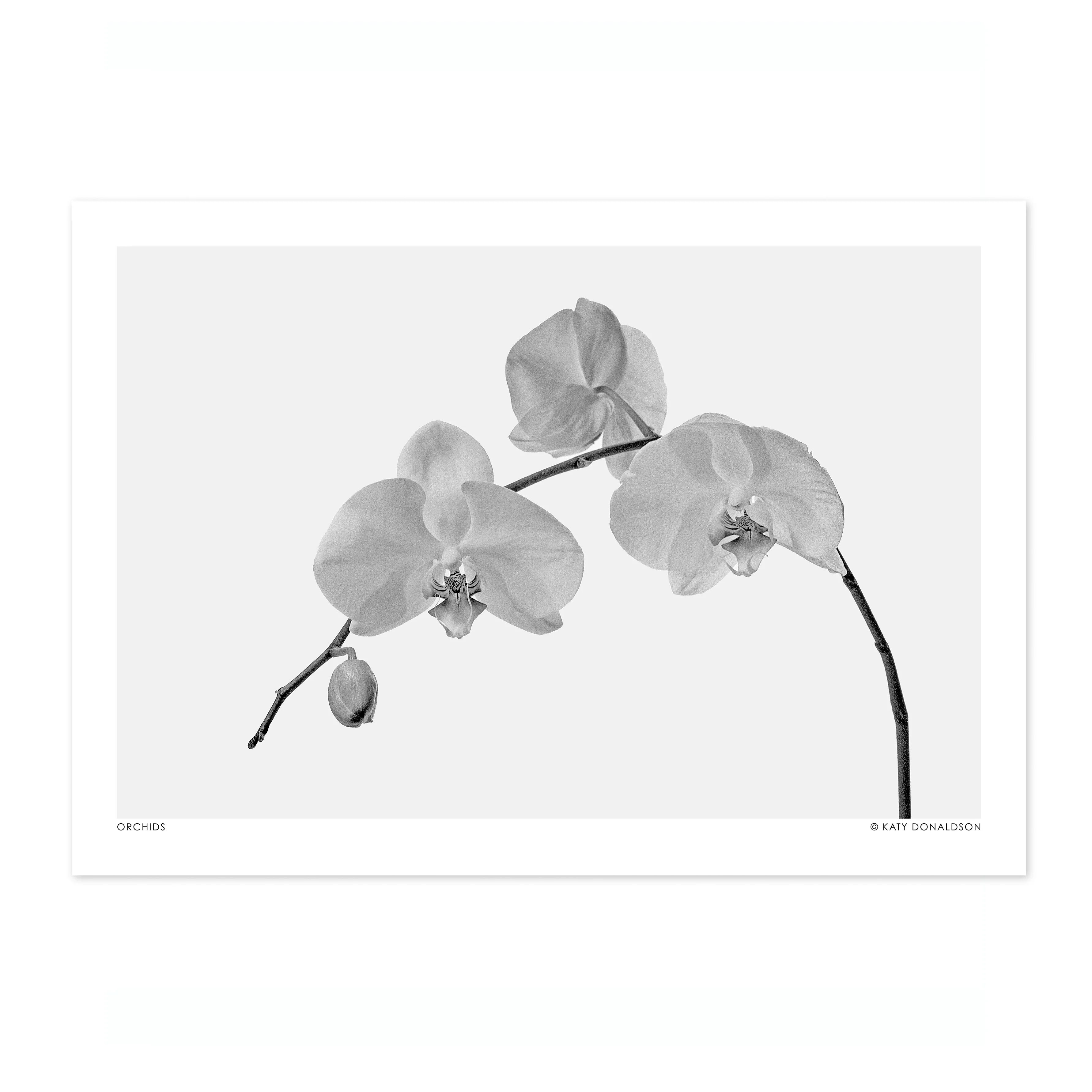 Orchids - Image 4
